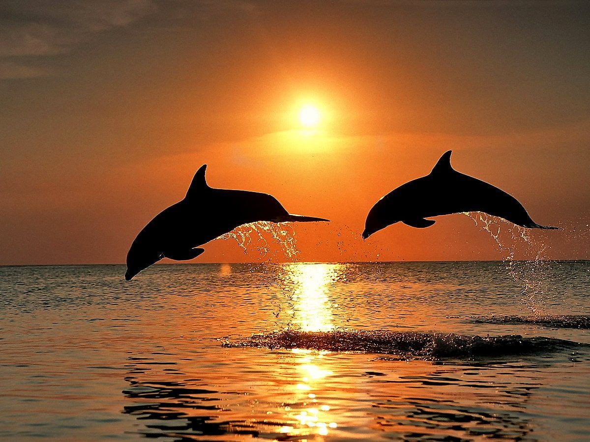  Delfin Hintergrundbild 1200x900. Bottlenose dolphin background HD. Download Free wallpaper