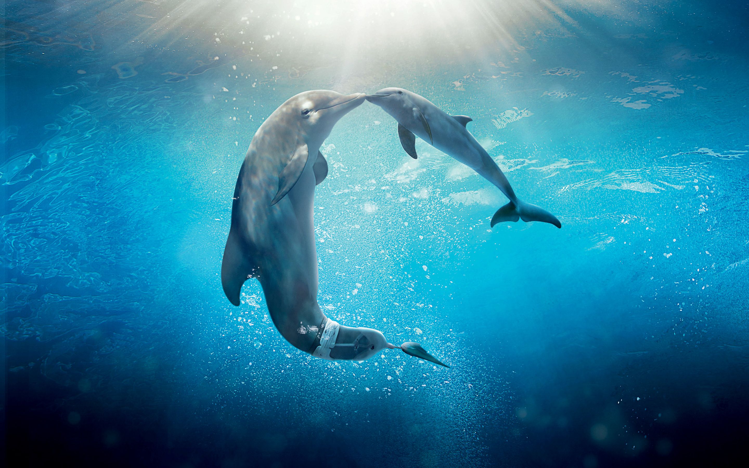  Delfin Hintergrundbild 2880x1800. Dolphin Tale 2 HD wallpaper