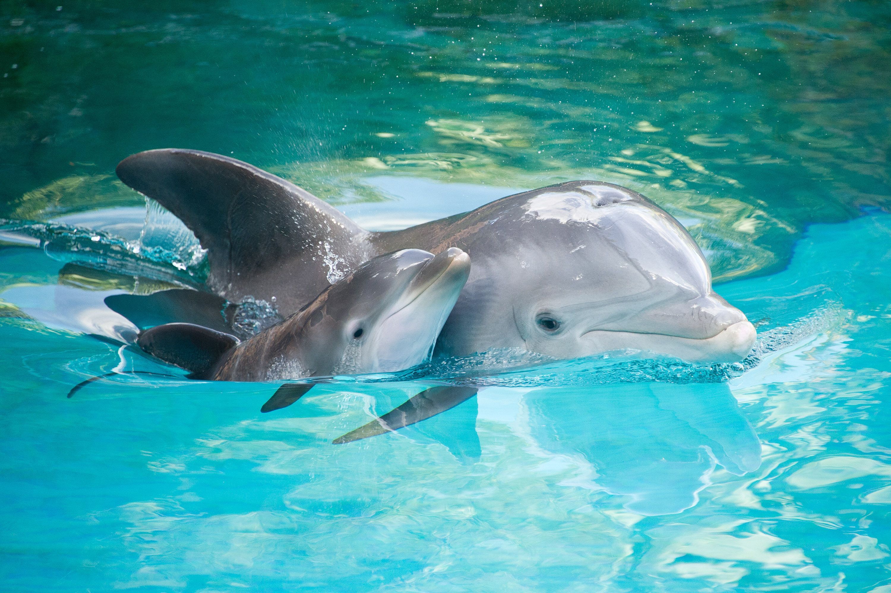  Delfin Hintergrundbild 3000x1997. Baby Dolphin Wallpaper Free Baby Dolphin Background