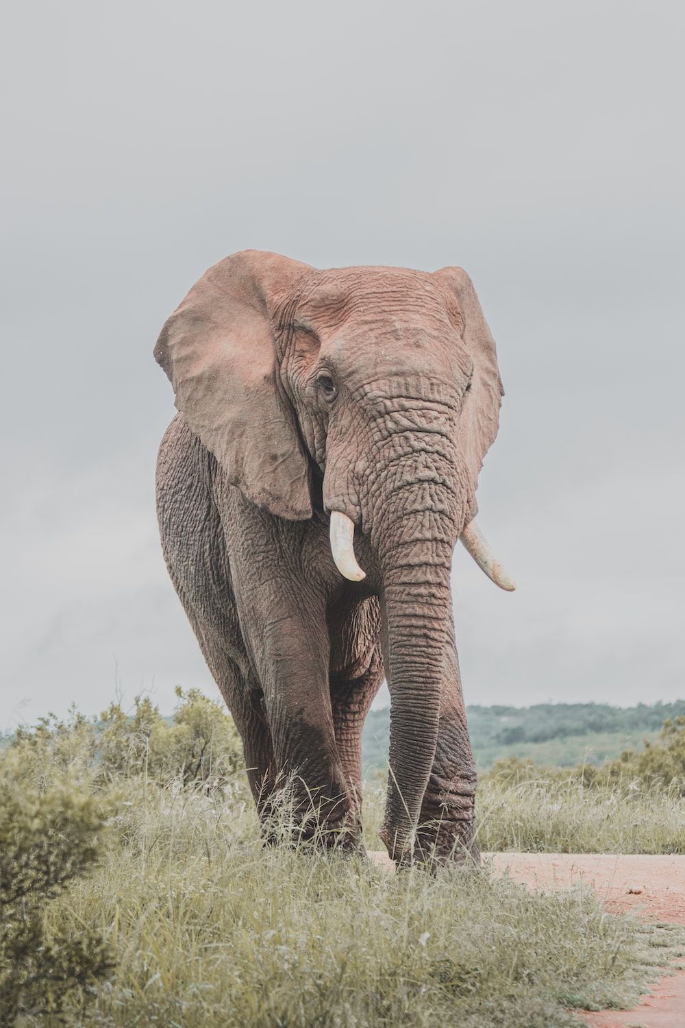  Elefant Hintergrundbild 1000x1500. Foto zum Thema Ein großer Elefant geht durch ein üppiges grünes Feld