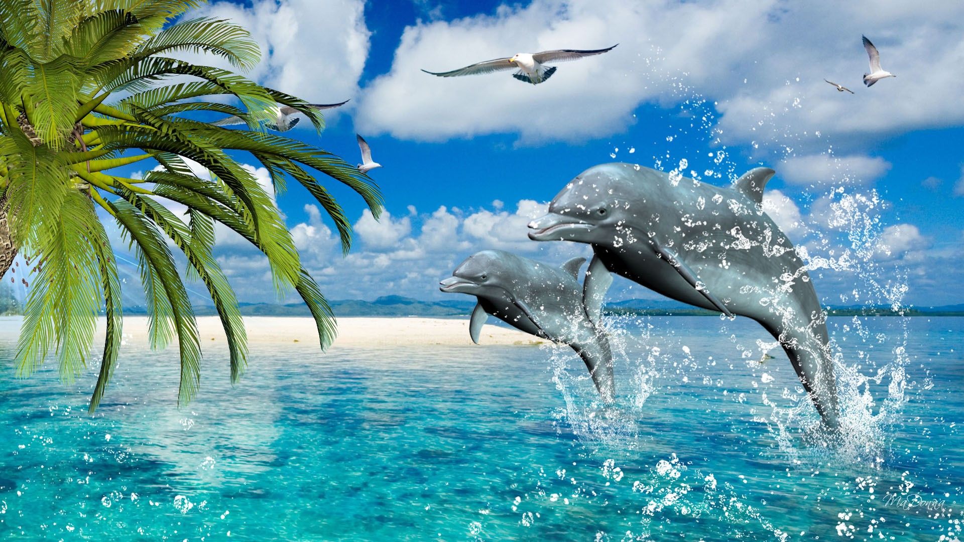  Delfin Hintergrundbild 1920x1080. Free download Dolphin Wallpaper Best Wallpaper [1920x1080] for your Desktop, Mobile & Tablet. Explore Dolphin Background. Wallpaper Dolphin, Free Dolphin Wallpaper, Dolphin Wallpaper