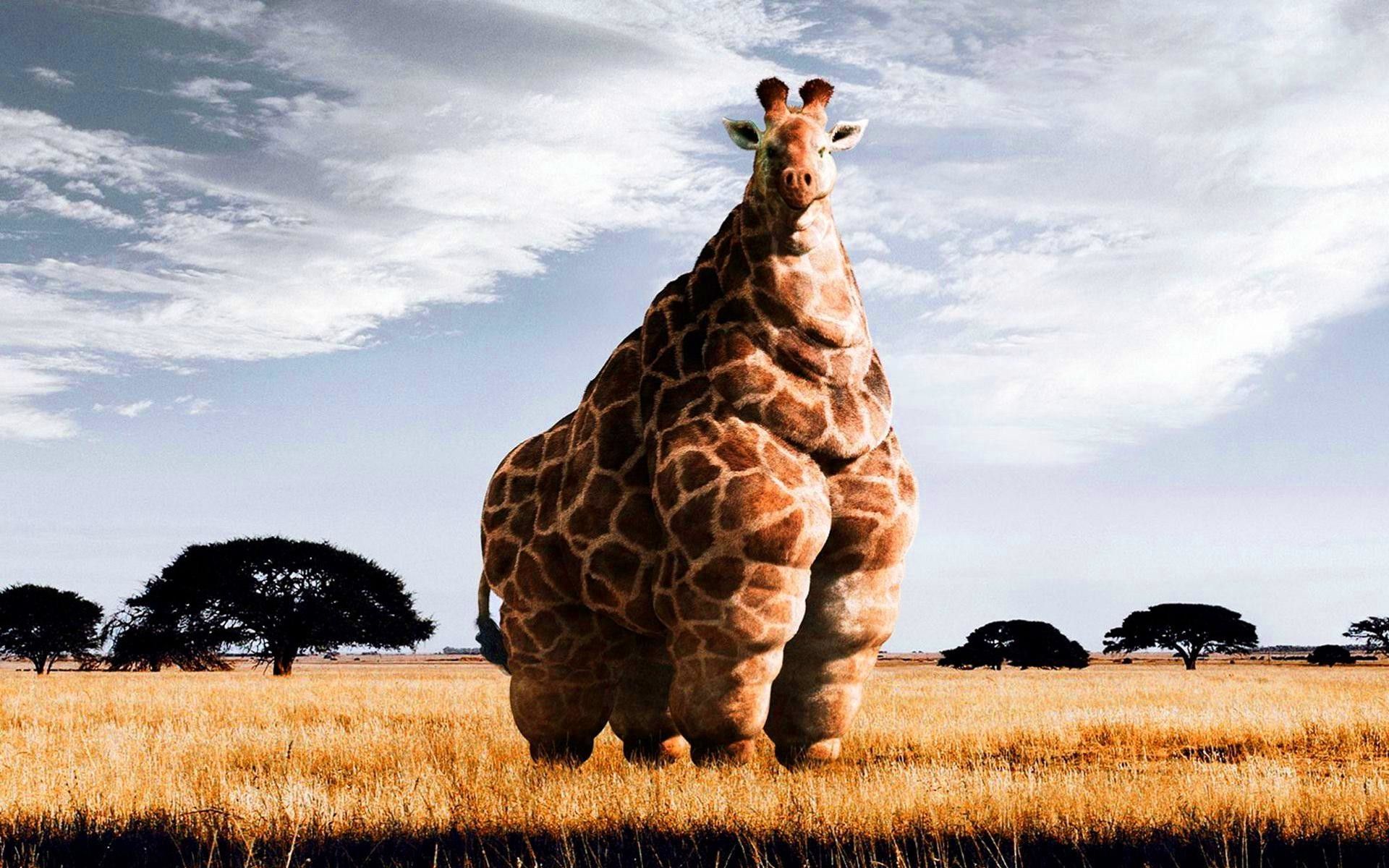  Giraffe Hintergrundbild 1920x1200. Giraffe Wallpaper