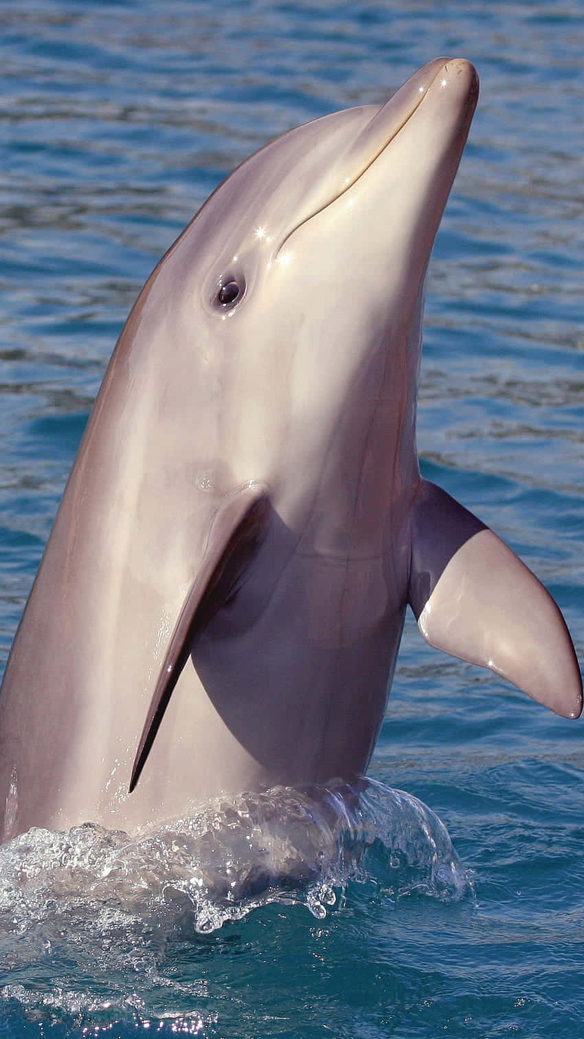  Delfin Hintergrundbild 850x1511. Download Cute Dolphin Slender Nose Wallpaper