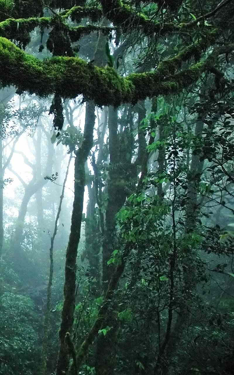 Dschungel Hintergrundbild 800x1280. Jungle Live Wallpaper:Amazon.de:Appstore for Android