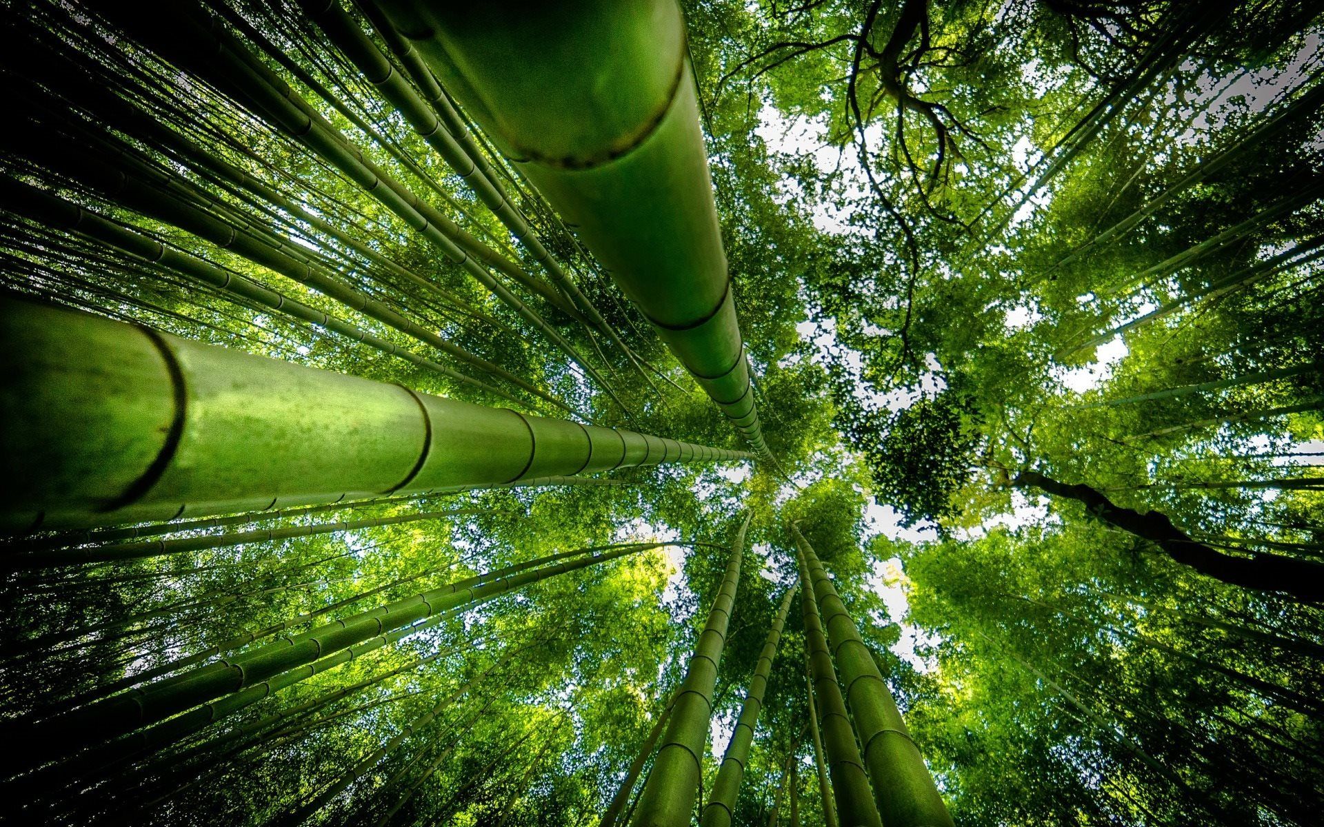 Dschungel Hintergrundbild 1920x1200. Herunterladen hintergrundbild bambus, wald, dschungel, groß mit einer auflösung zu überwachen 1920x1200. Bilder auf dem desktop