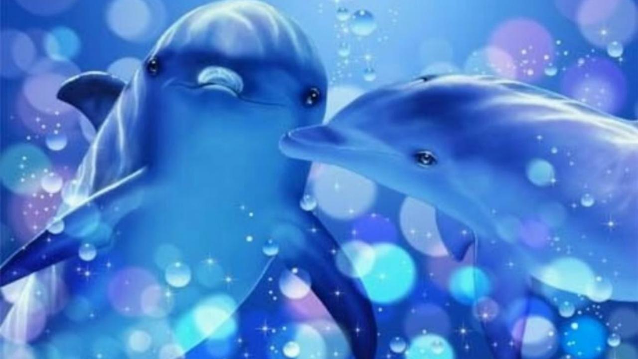  Delfin Hintergrundbild 1280x720. Free download Dolphin Heart Wallpaper HD wallpaper background [1280x720] for your Desktop, Mobile & Tablet. Explore Free Dolphin Wallpaper For Desktop. Free Dolphin Wallpaper, Wallpaper Dolphin, Free Dolphin Wallpaper