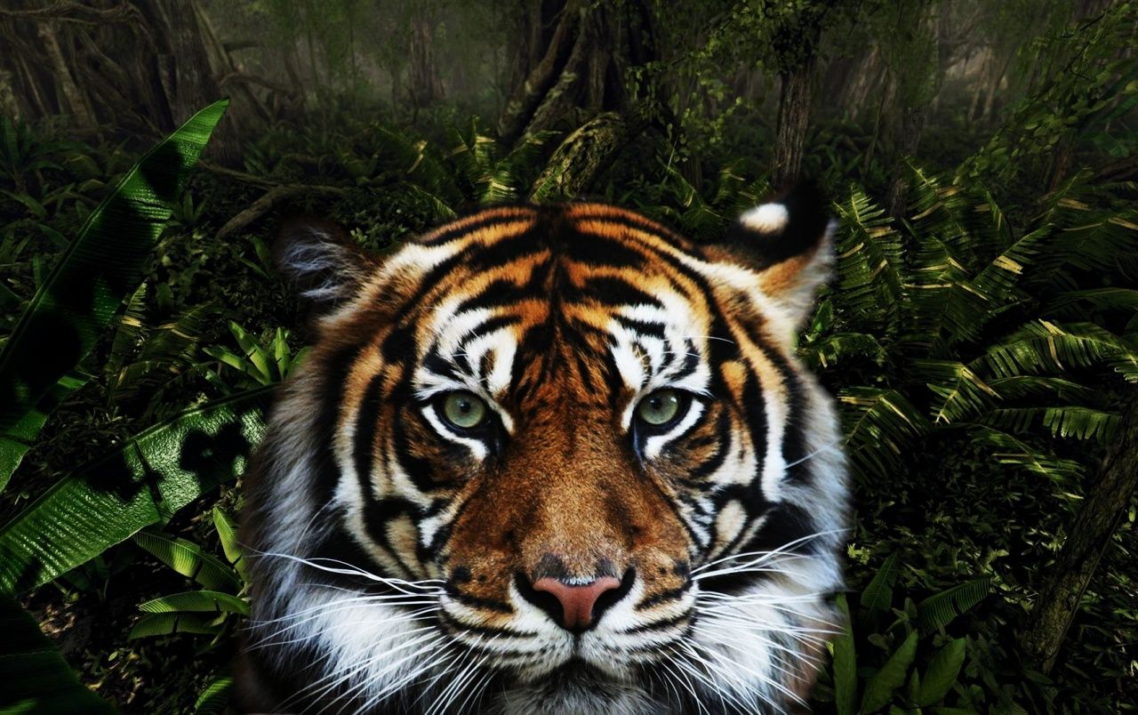 Dschungel Hintergrundbild 1280x804. Dschungel Tiger Hintergrundbilder. Dschungel Tiger Frei Fotos