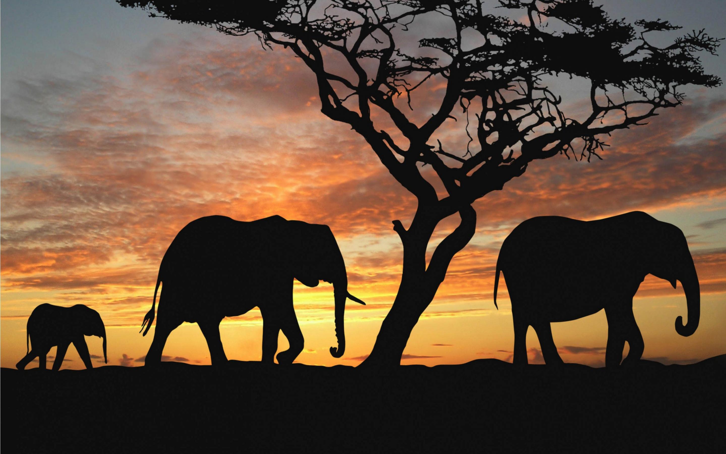  Elefant Hintergrundbild 2880x1800. Free Elephant Background