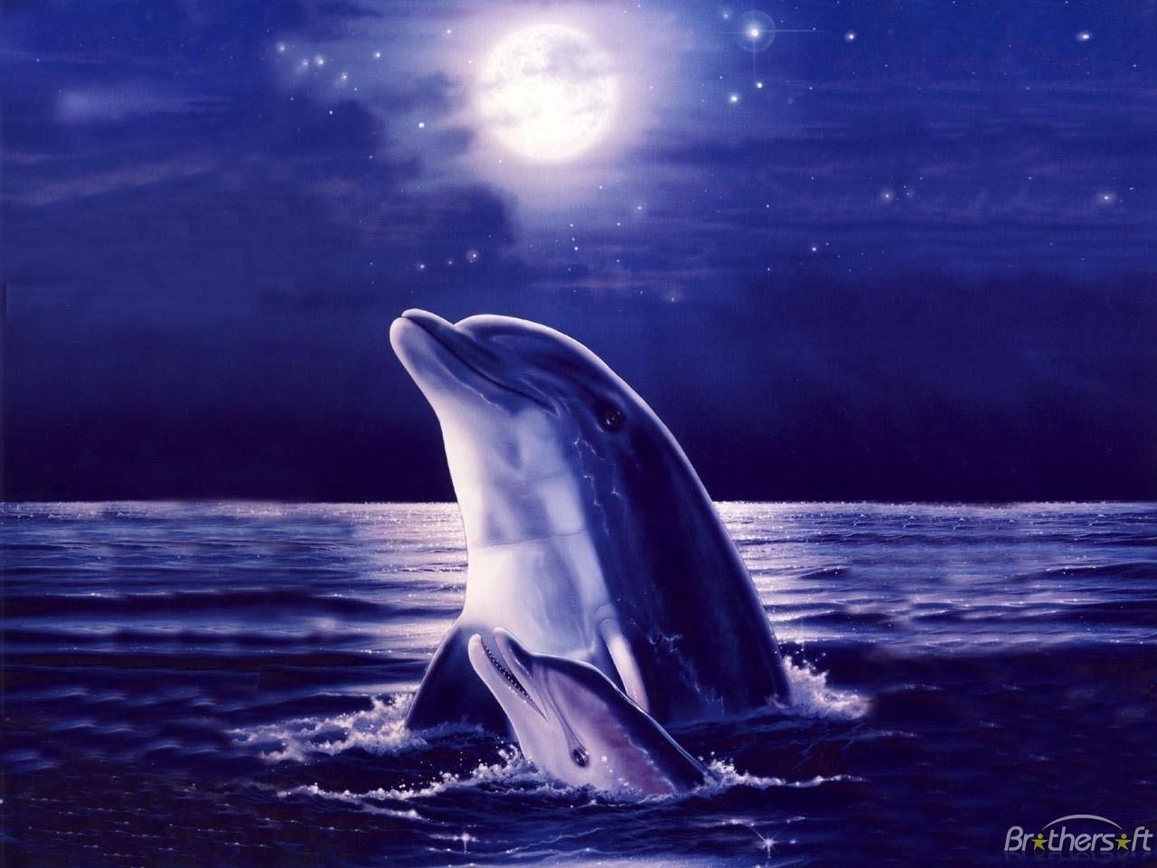  Delfin Hintergrundbild 1280x960. Smartest Animal Dolphin HD Desktop Wallpaper Collection