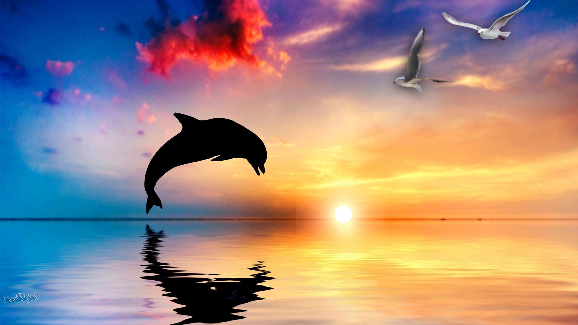  Delfin Hintergrundbild 1920x1080. Dolphins Background