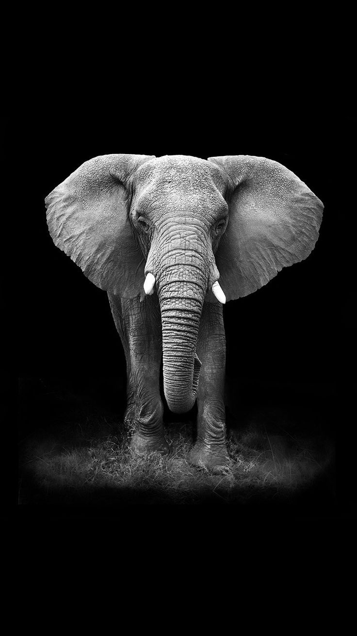  Elefant Hintergrundbild 736x1309. Elephant iPhone Background