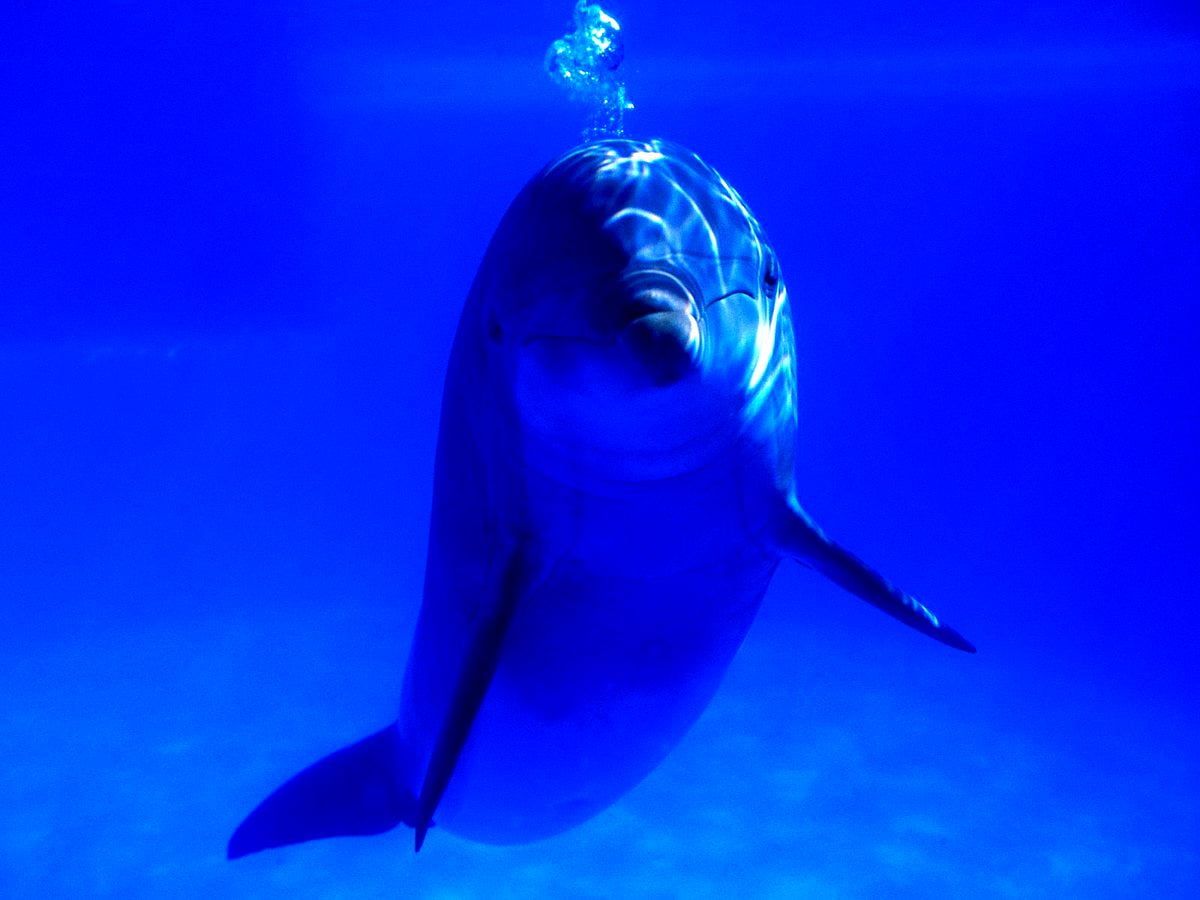  Delfin Hintergrundbild 1200x900. Ocean, Blue, Dolphin wallpaper. TOP Free Download image
