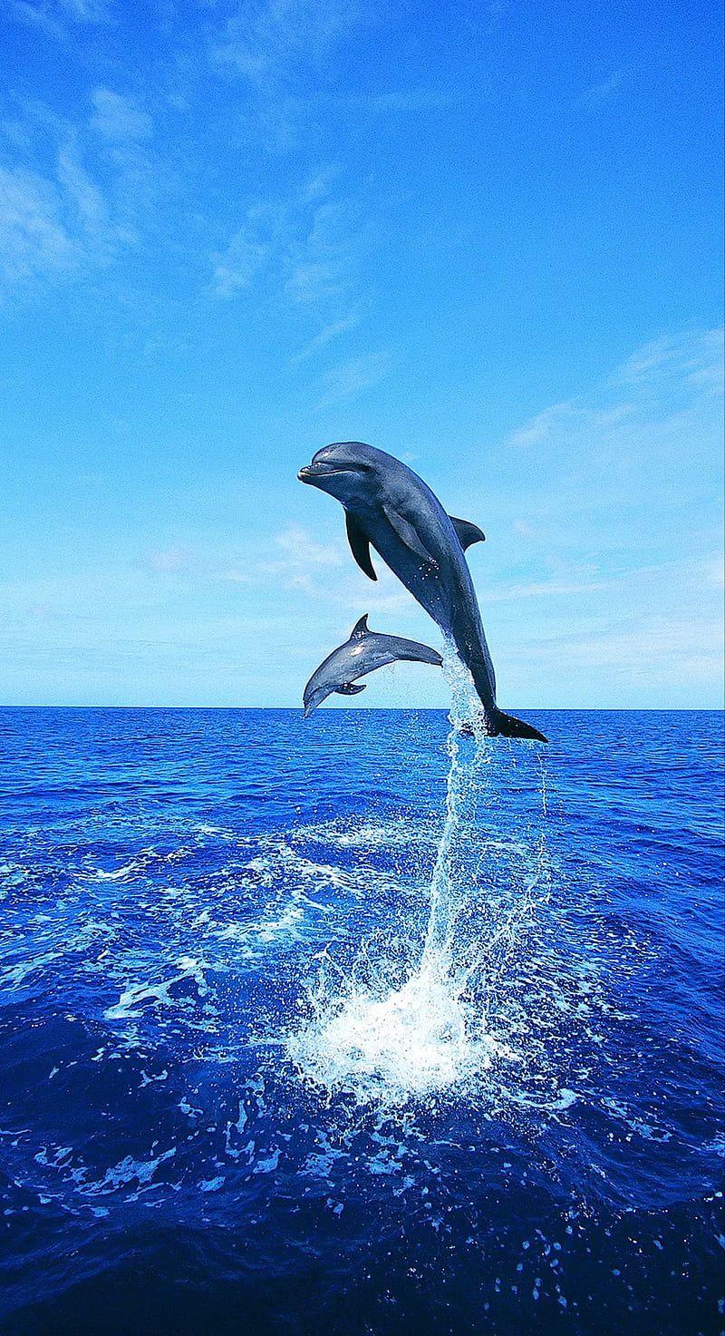  Delfin Hintergrundbild 800x1473. HD dolphin wallpaper