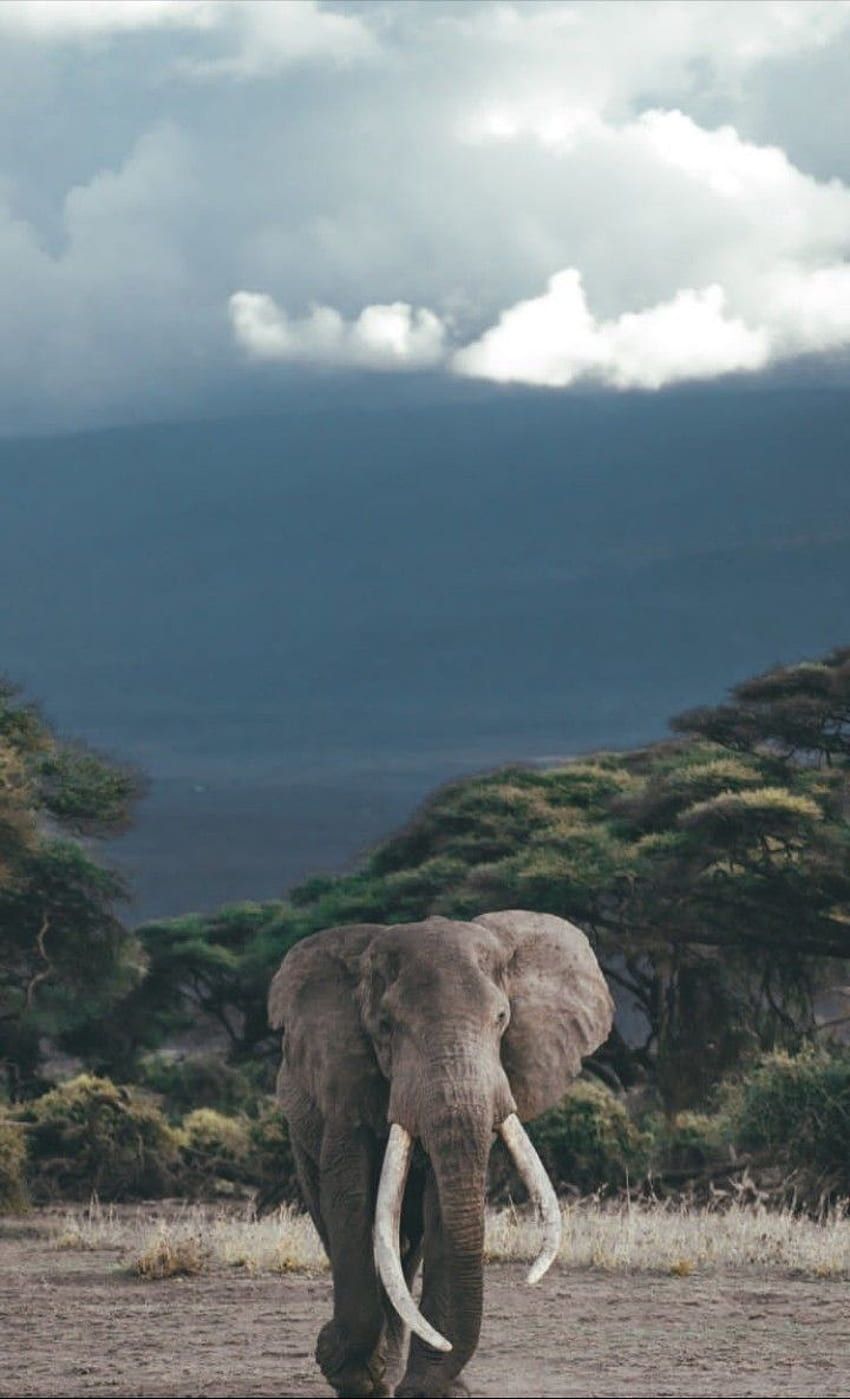  Elefant Hintergrundbild 850x1399. Aesthetic Elephant HD phone wallpaper