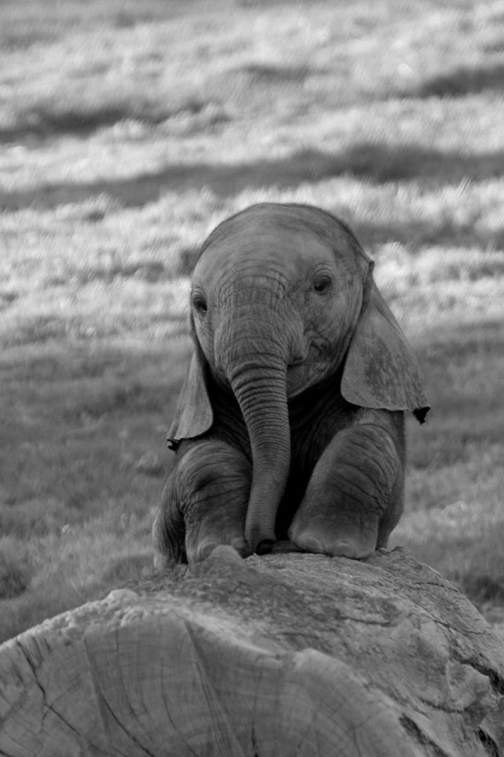  Elefant Hintergrundbild 736x1104. Adorable Elephant Wallpaper