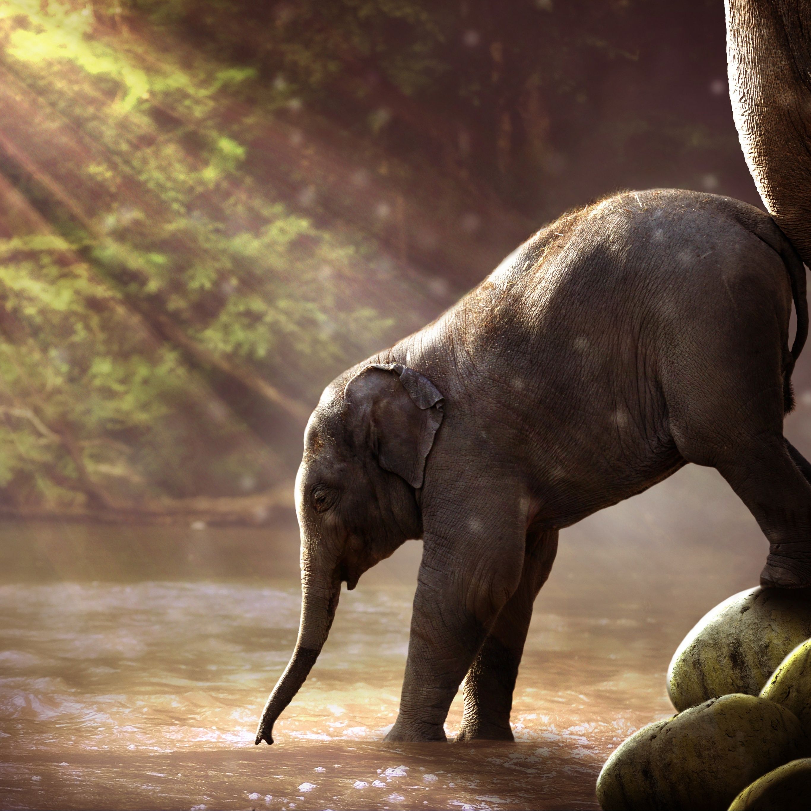 Elefant Hintergrundbild 2732x2732. Elephant cub Wallpaper 4K, Rocks, River, Sun rays, Animals