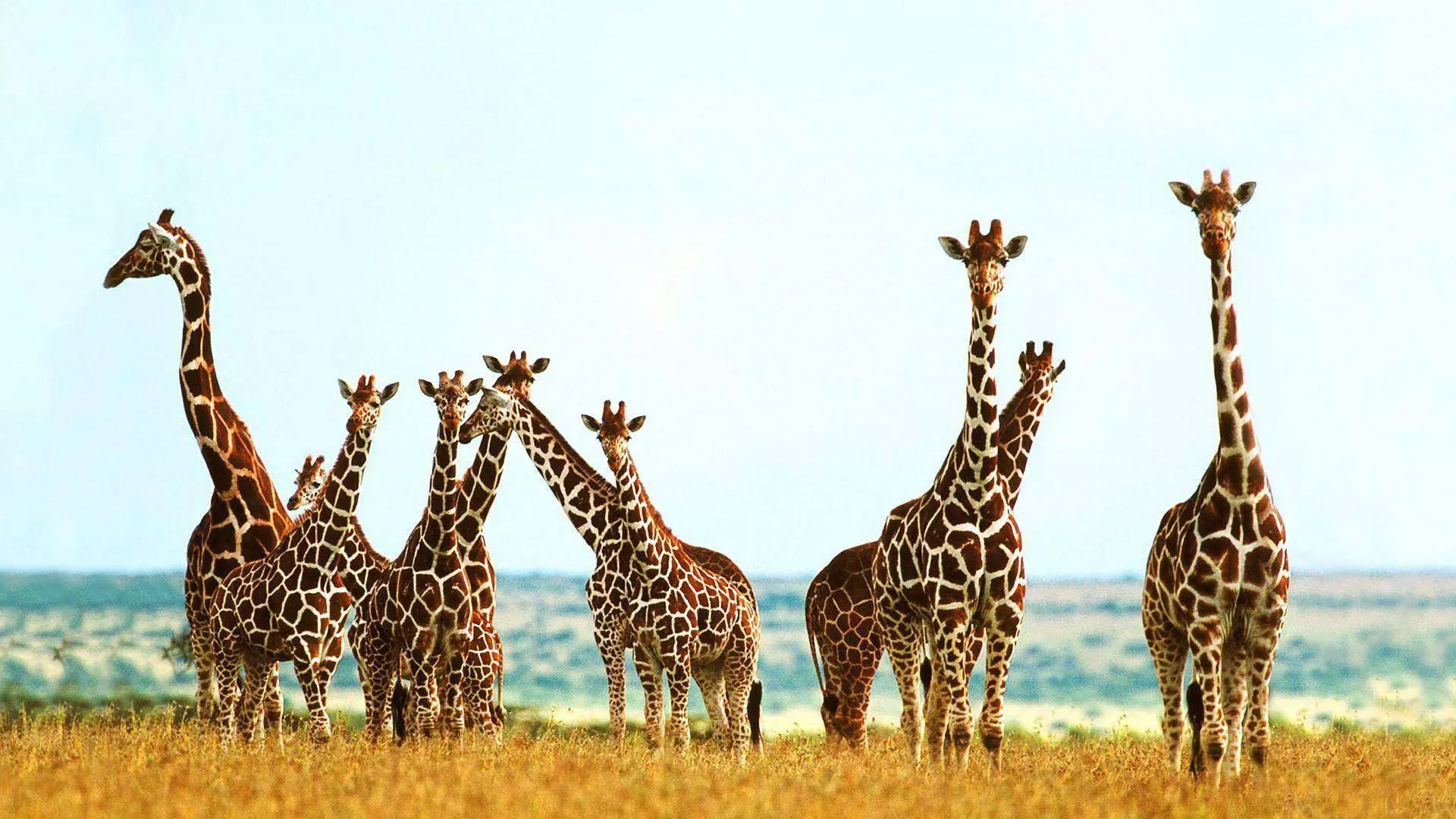  Giraffe Hintergrundbild 1920x1080. Wallpaper Giraffe [DOWNLOAD FREE]