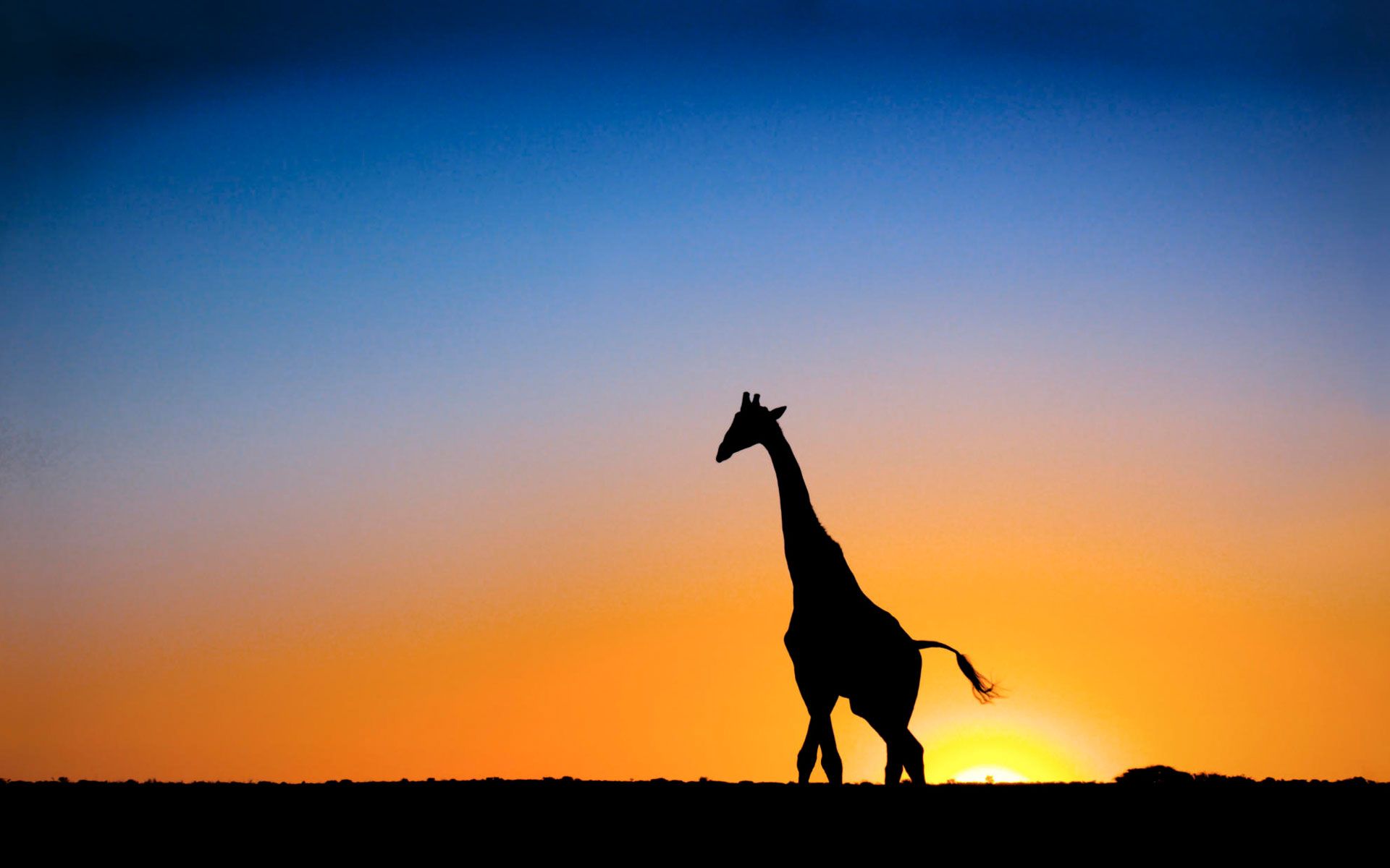  Giraffe Hintergrundbild 1920x1200. HD Giraffe Background