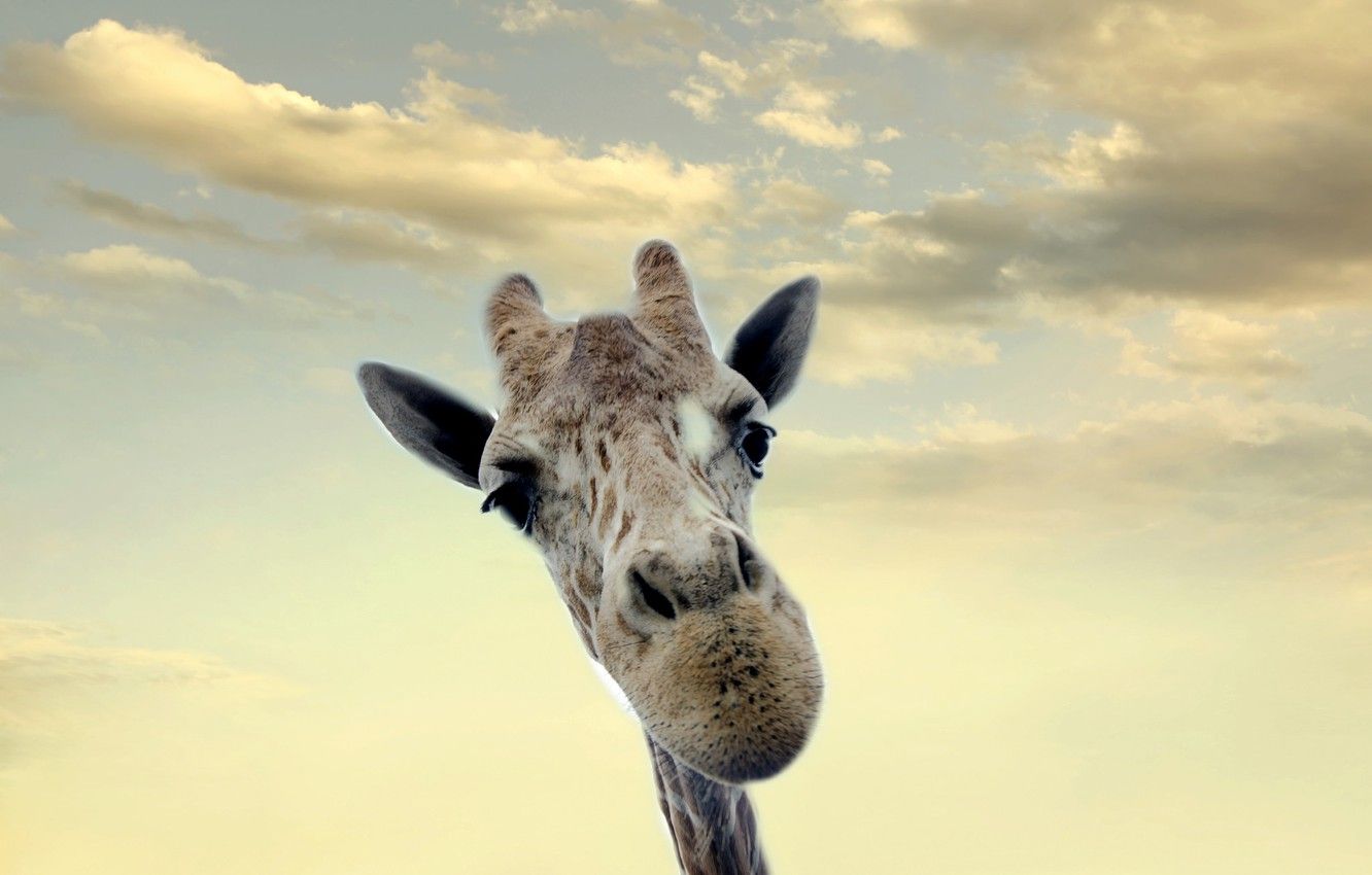  Giraffe Hintergrundbild 1332x850. Wallpaper the sky, background, giraffe image for desktop, section животные