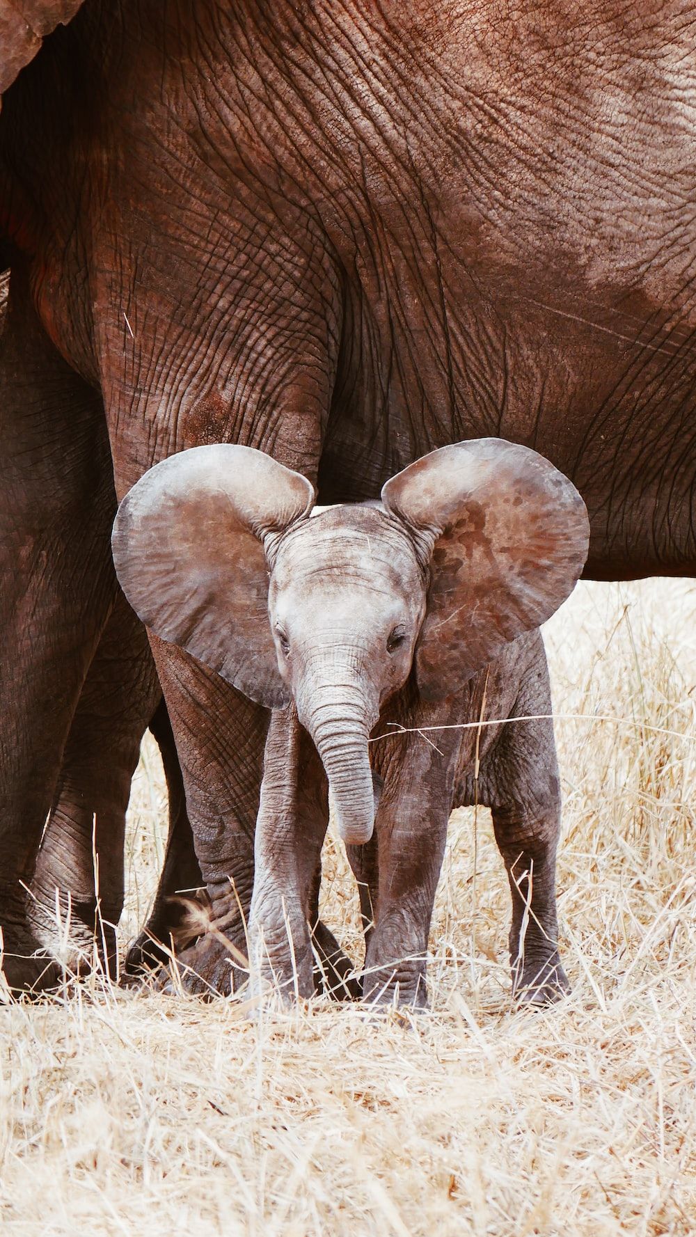  Elefant Hintergrundbild 1000x1777. Bilder zum Thema Elefantenohr. Kostenlose Bilder auf herunterladen