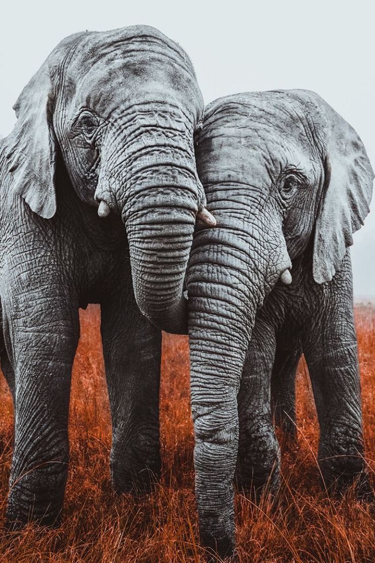  Elefant Hintergrundbild 736x1104. Morgan Hartline on Aesthetic. Elephant photography, Elephants photo, Elephant wallpaper