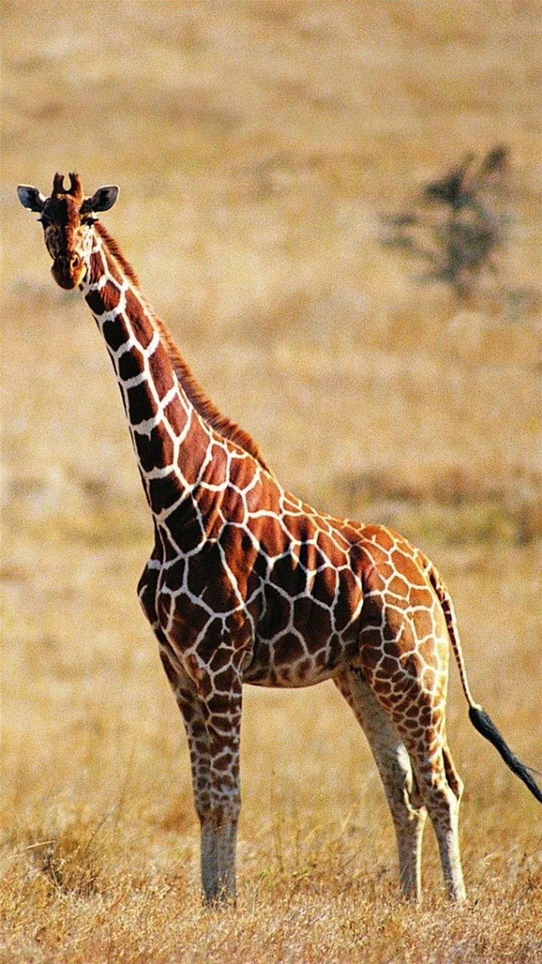  Giraffe Hintergrundbild 1080x1920. Giraffe Wallpaper Giraffe Wallpaper [ HQ ]