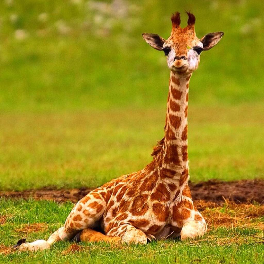  Giraffe Hintergrundbild 1024x1024. Baby Giraffe Wallpaper