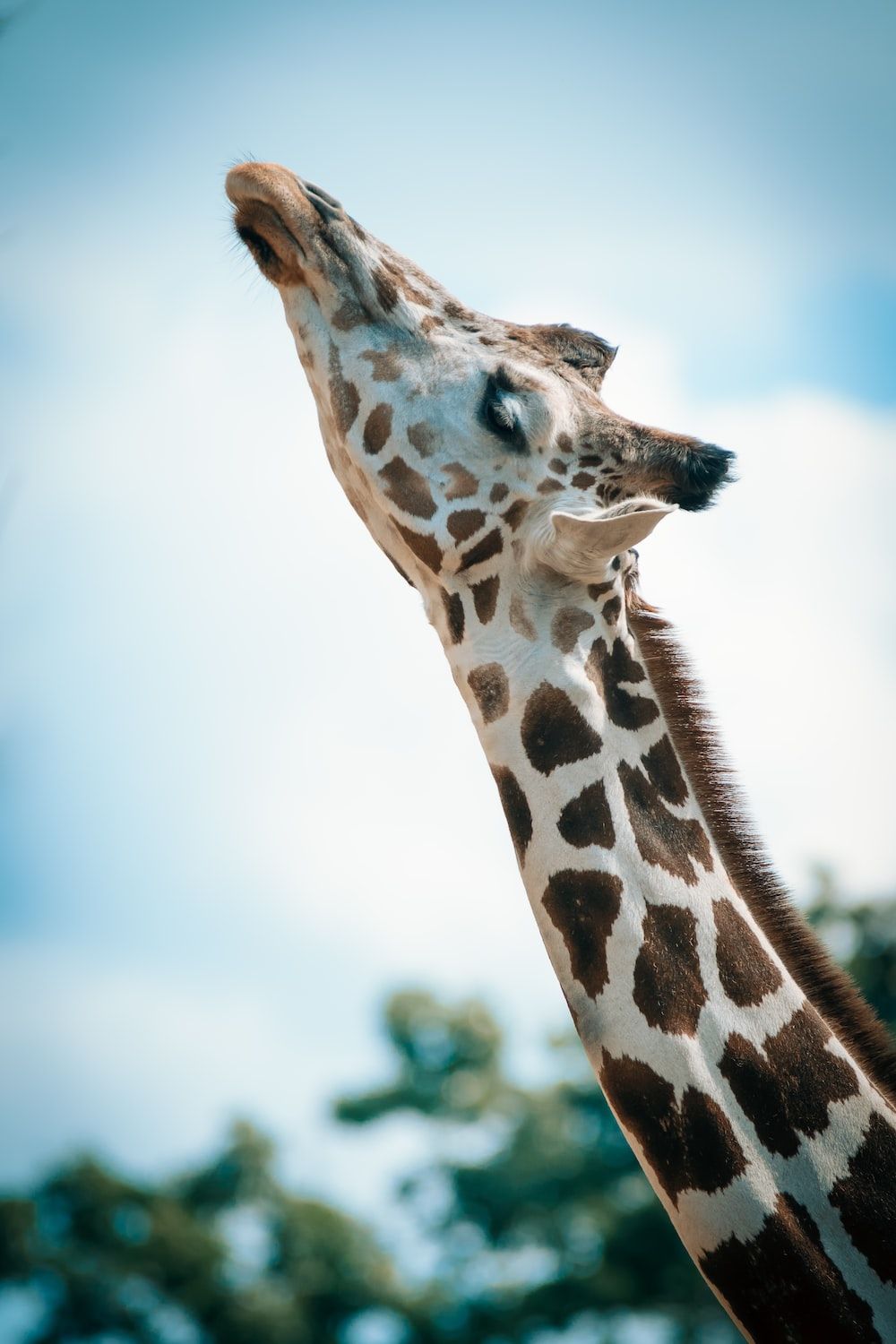  Giraffe Hintergrundbild 1000x1500. Giraffe Picture [HD]. Download Free Image