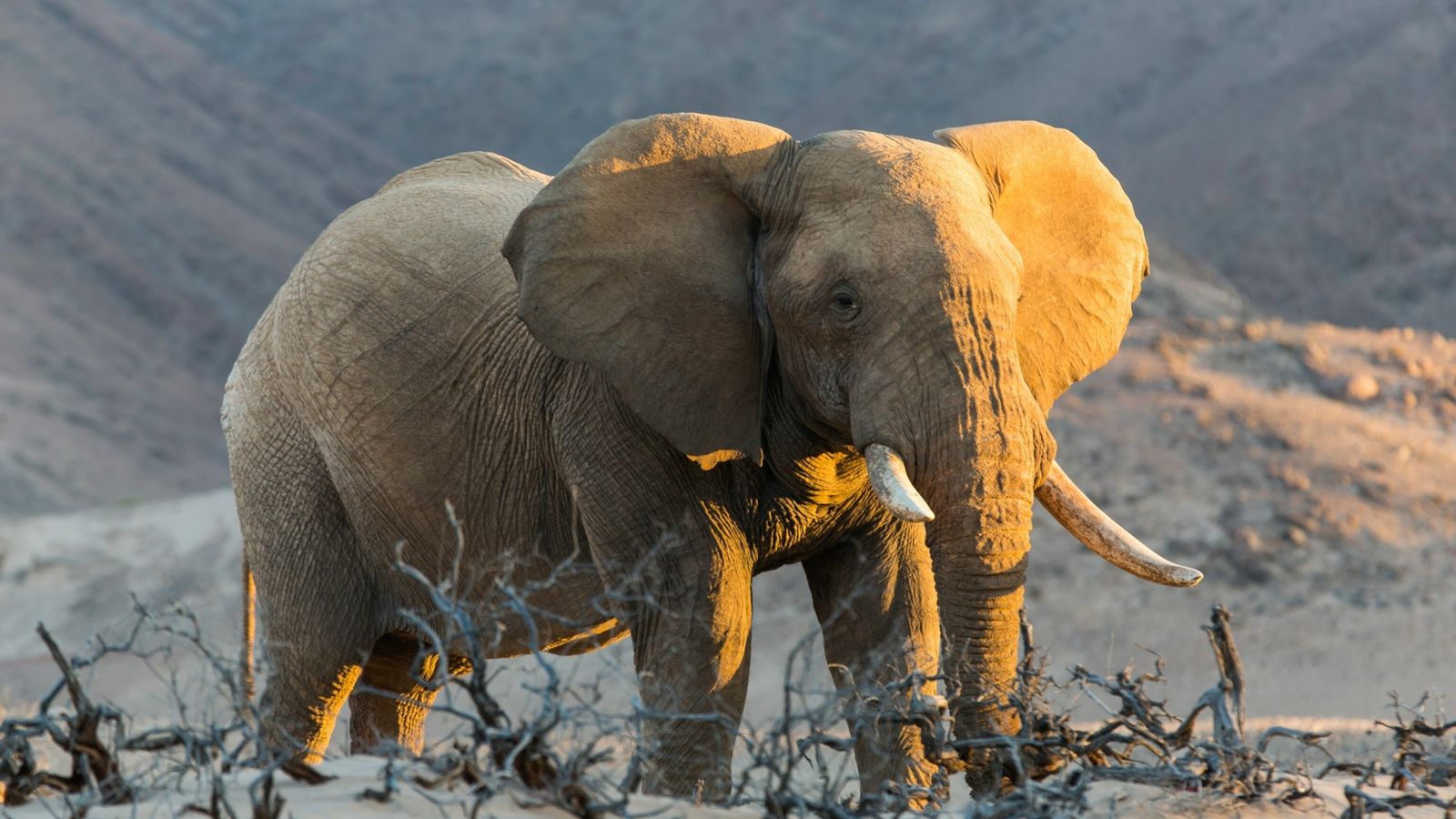 Elefant Hintergrundbild 1600x900. Warum Namibia jetzt Elefanten versteigert