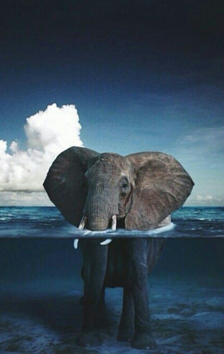  Elefant Hintergrundbild 720x1138. stasia on animal. Elephant wallpaper, Animal wallpaper, Elephant photography