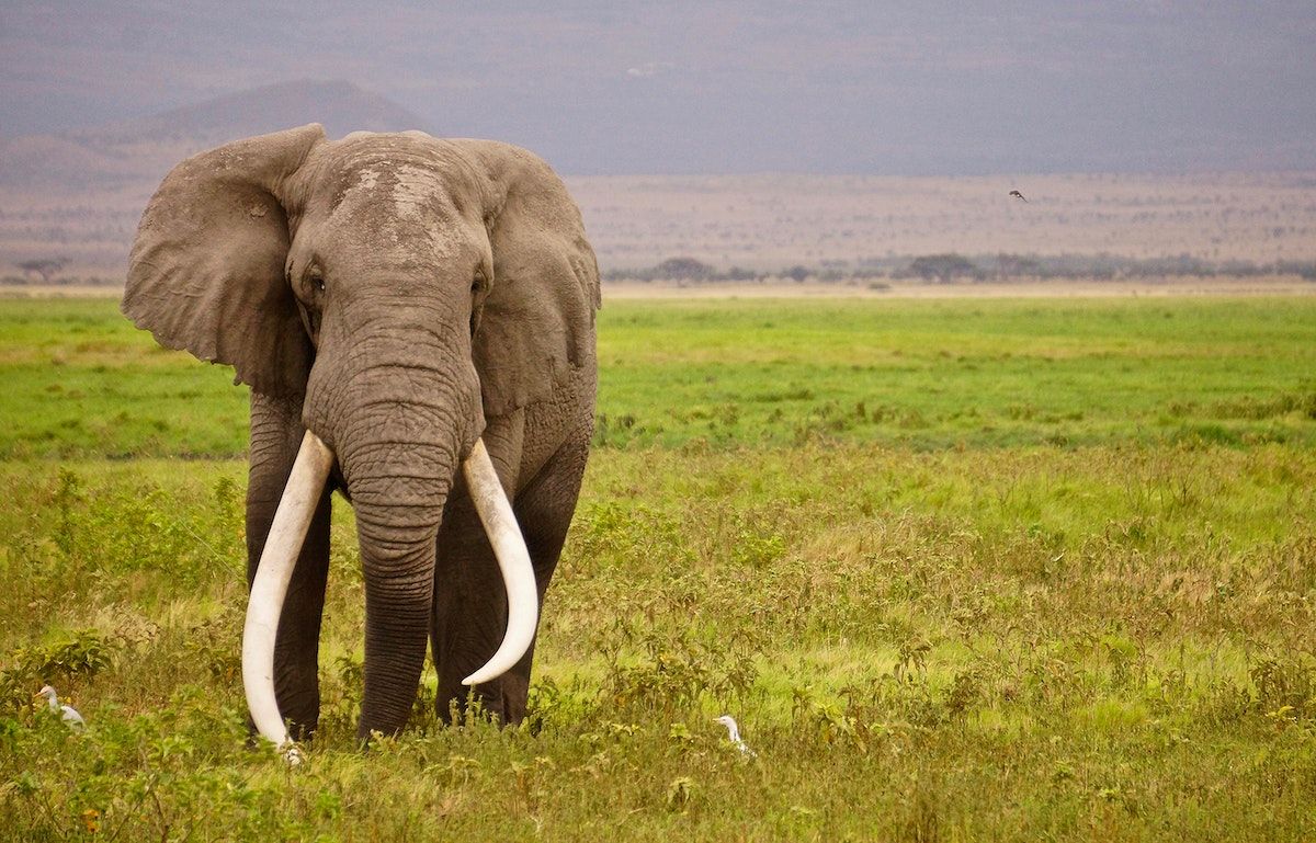  Elefant Hintergrundbild 1200x769. Elephant Image. Free HD Background, PNGs, Vectors & Illustrations