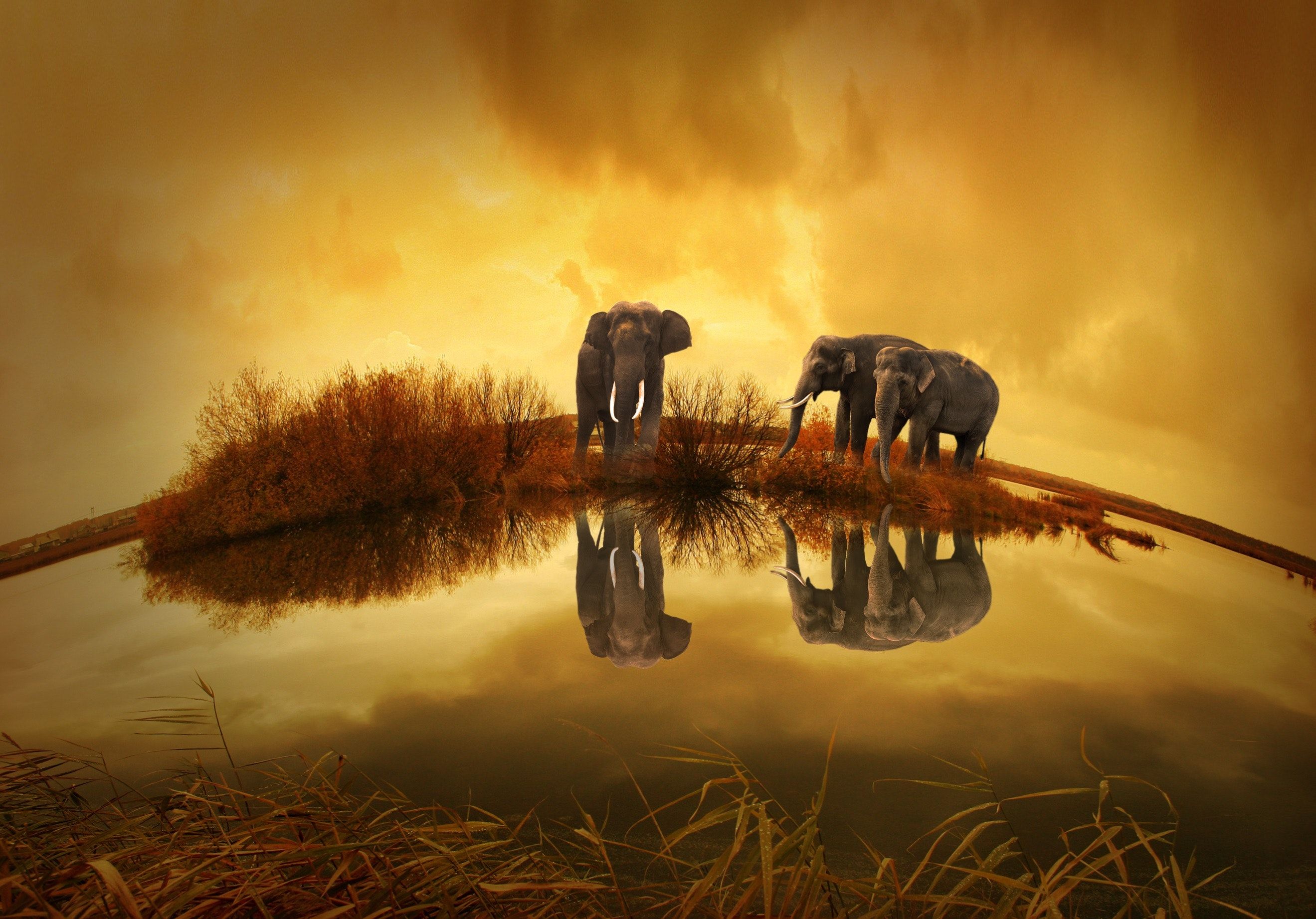 Elefant Hintergrundbild 2639x1843. 1.Elefant Bilder Und Fotos · Kostenlos Downloaden · Stock Fotos