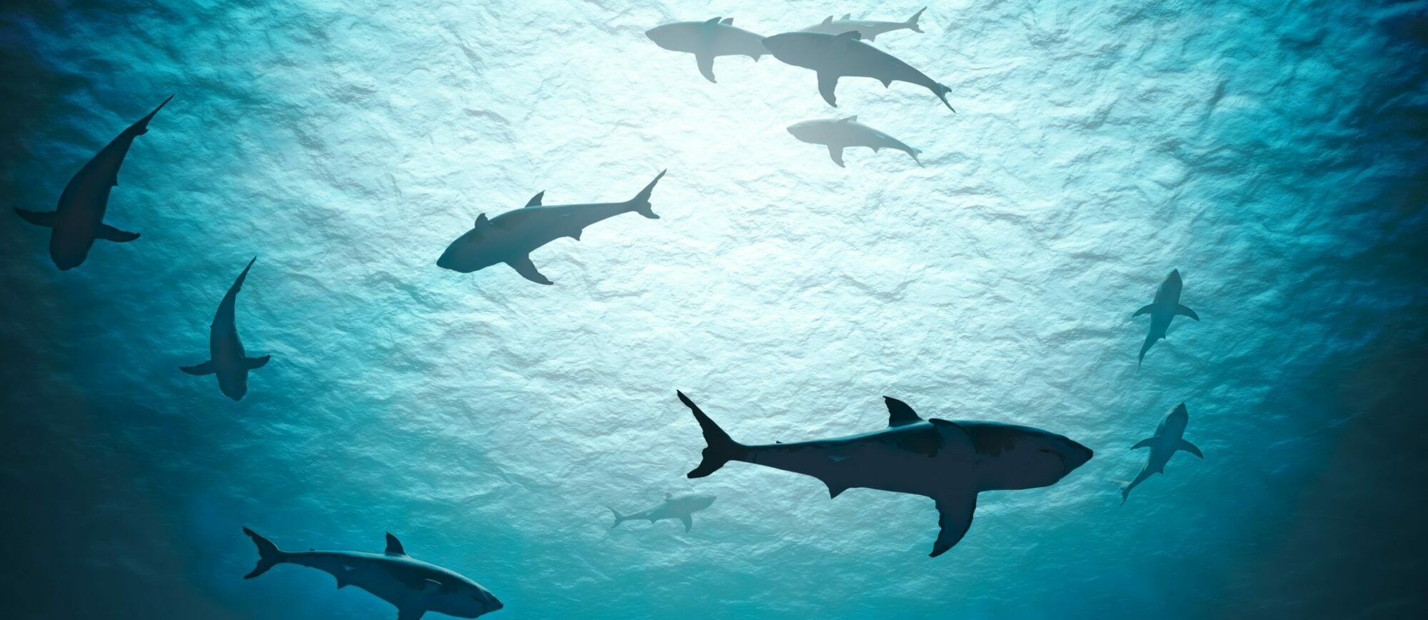  Hai Hintergrundbild 2000x868. Jede Zweite Hai Art Weltweit Ist Bedroht