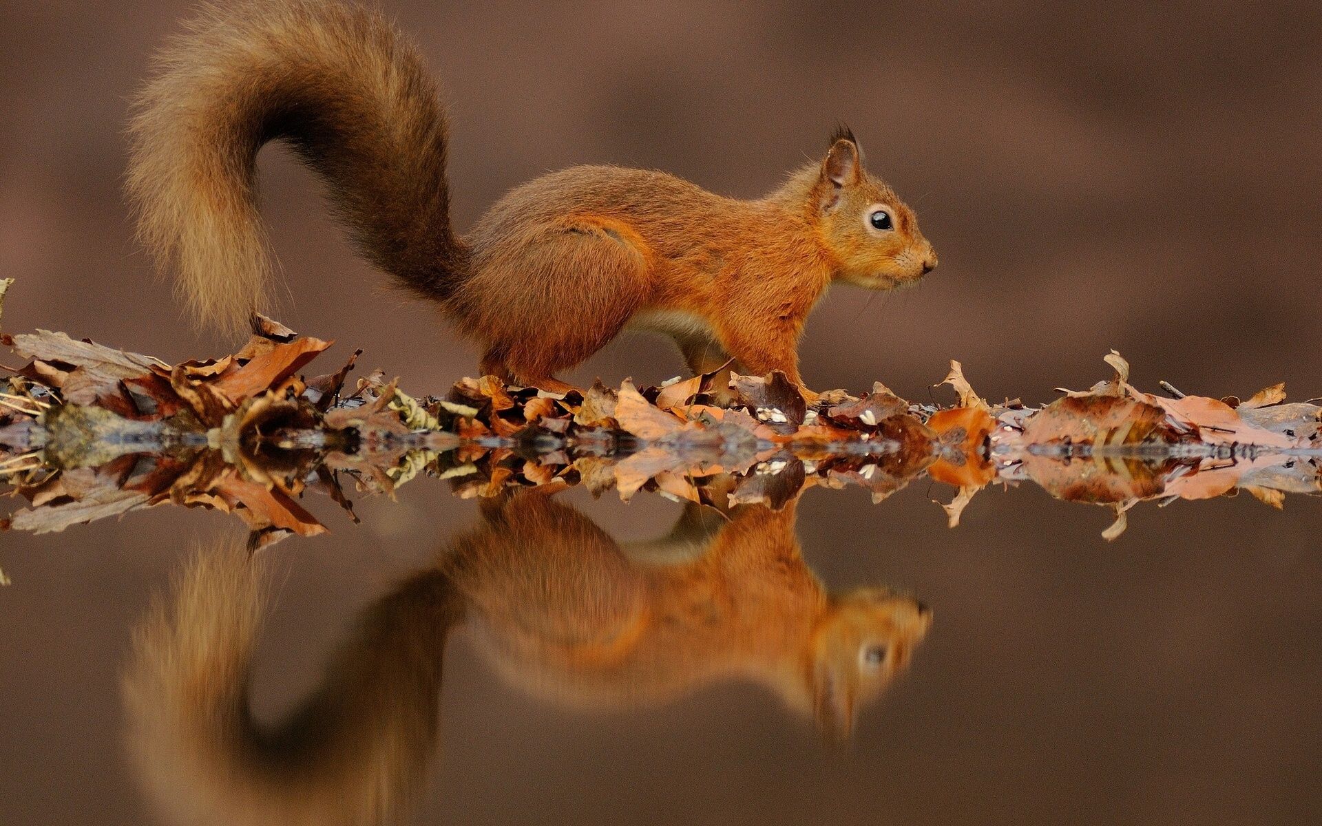  Eichhornchen Hintergrundbild 1920x1200. Eichhörnchen HD Wallpaper und Hintergründe