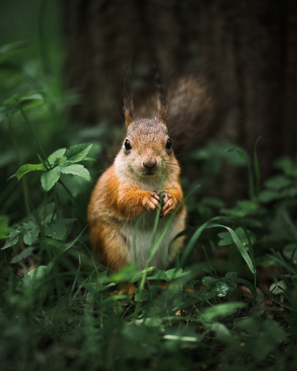  Eichhornchen Hintergrundbild 1000x1250. Squirrel Picture. Download Free Image