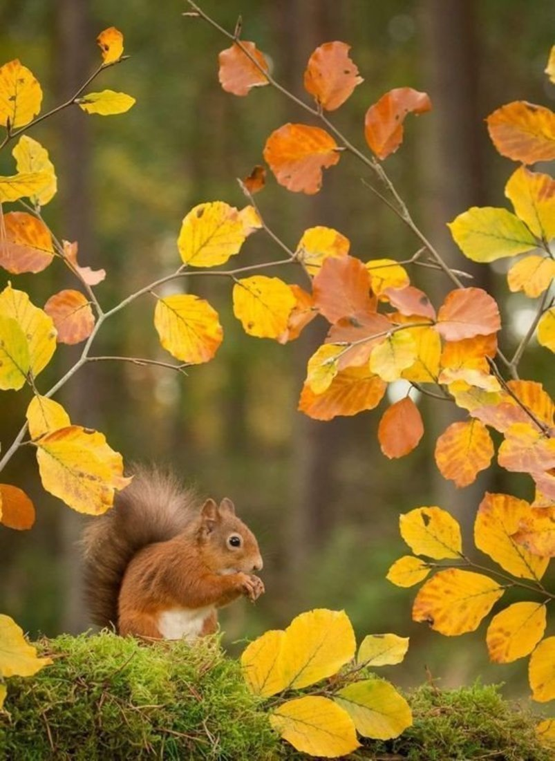 Eichhornchen Hintergrundbild 803x1101. Autumn scenes, Animals beautiful, Autumn trees