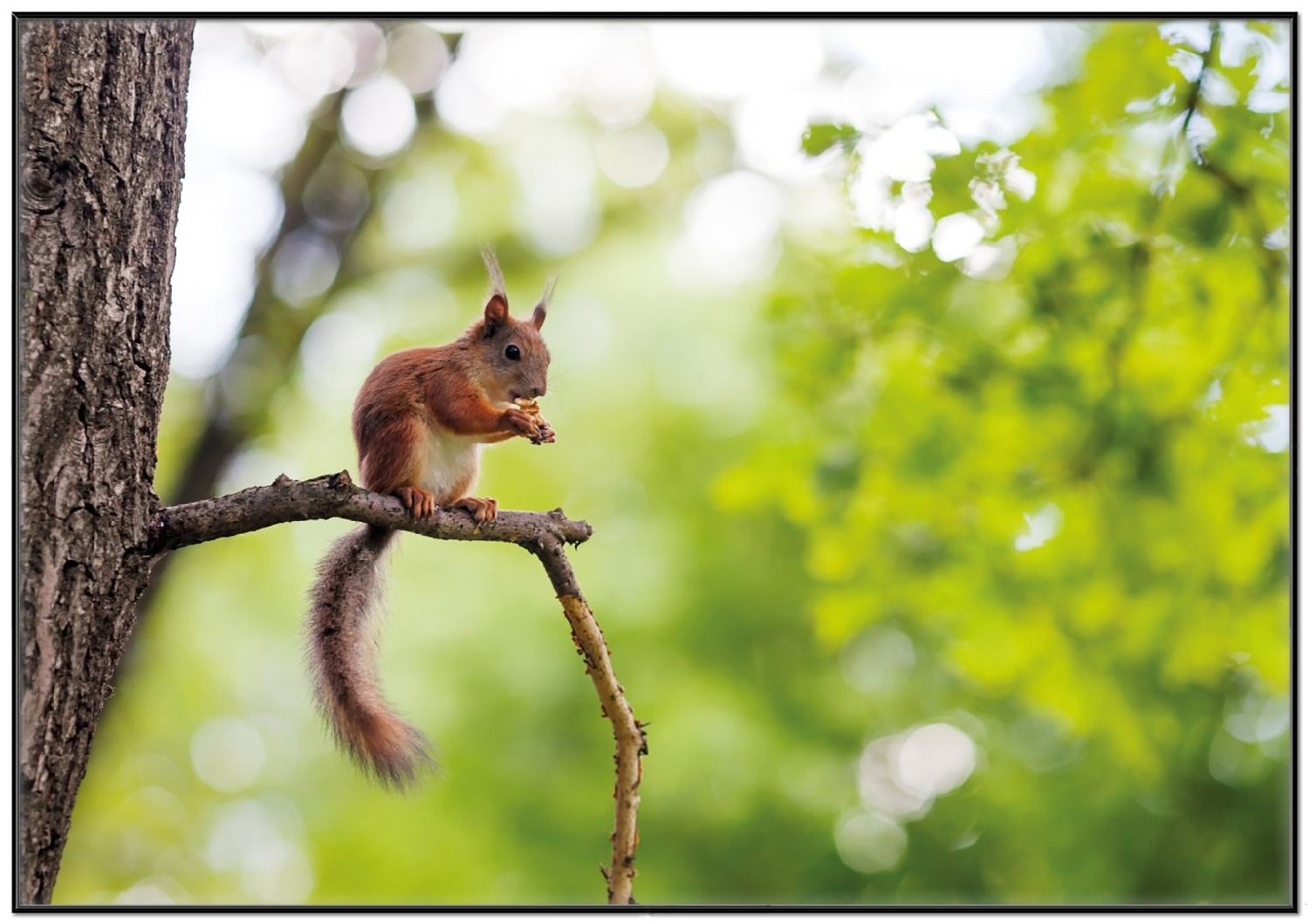  Eichhornchen Hintergrundbild 1500x1059. Paket Poster Eichhörnchen auf einem Ast