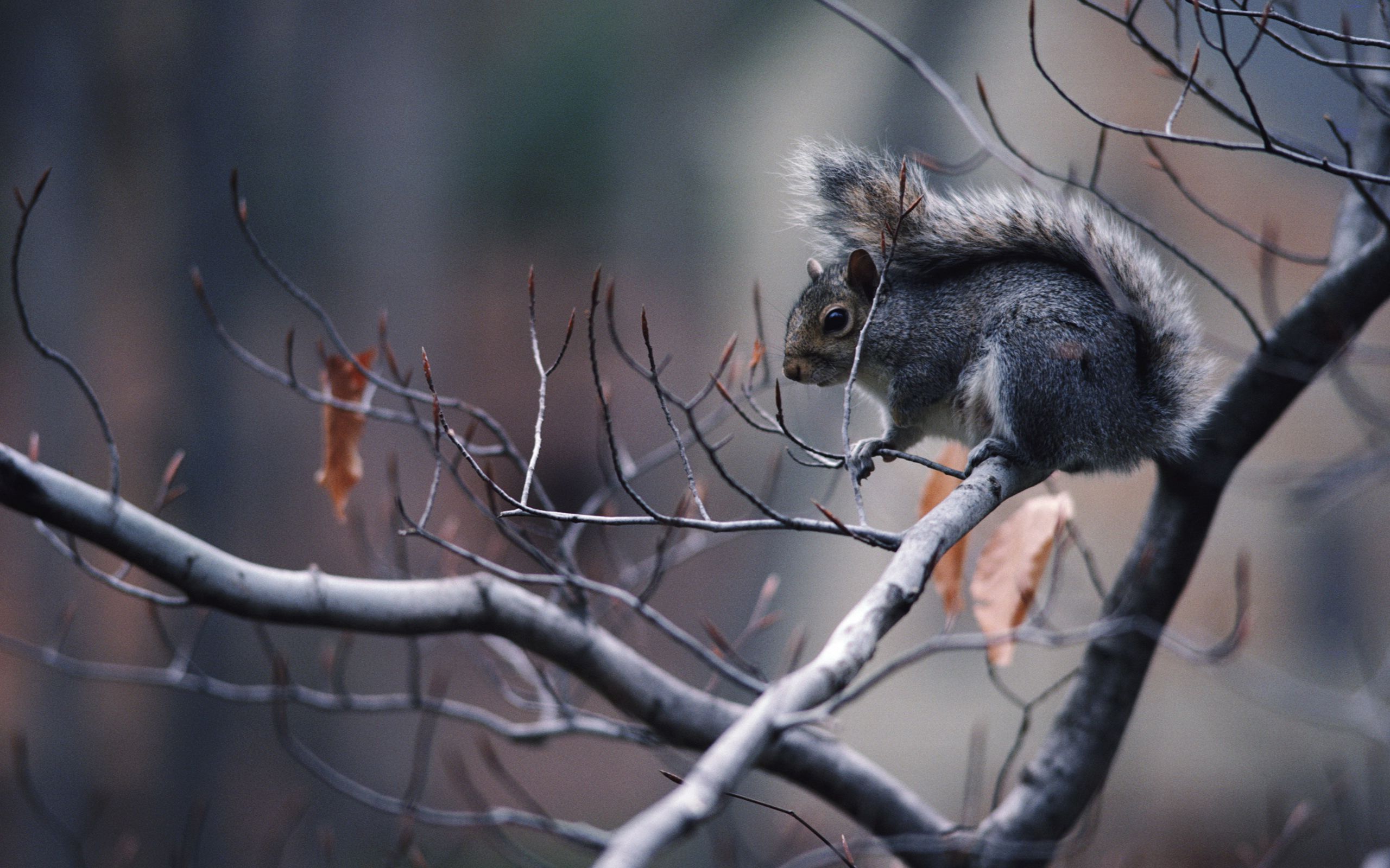  Eichhornchen Hintergrundbild 2560x1600. Eichhörnchen HD Wallpaper und Hintergründe