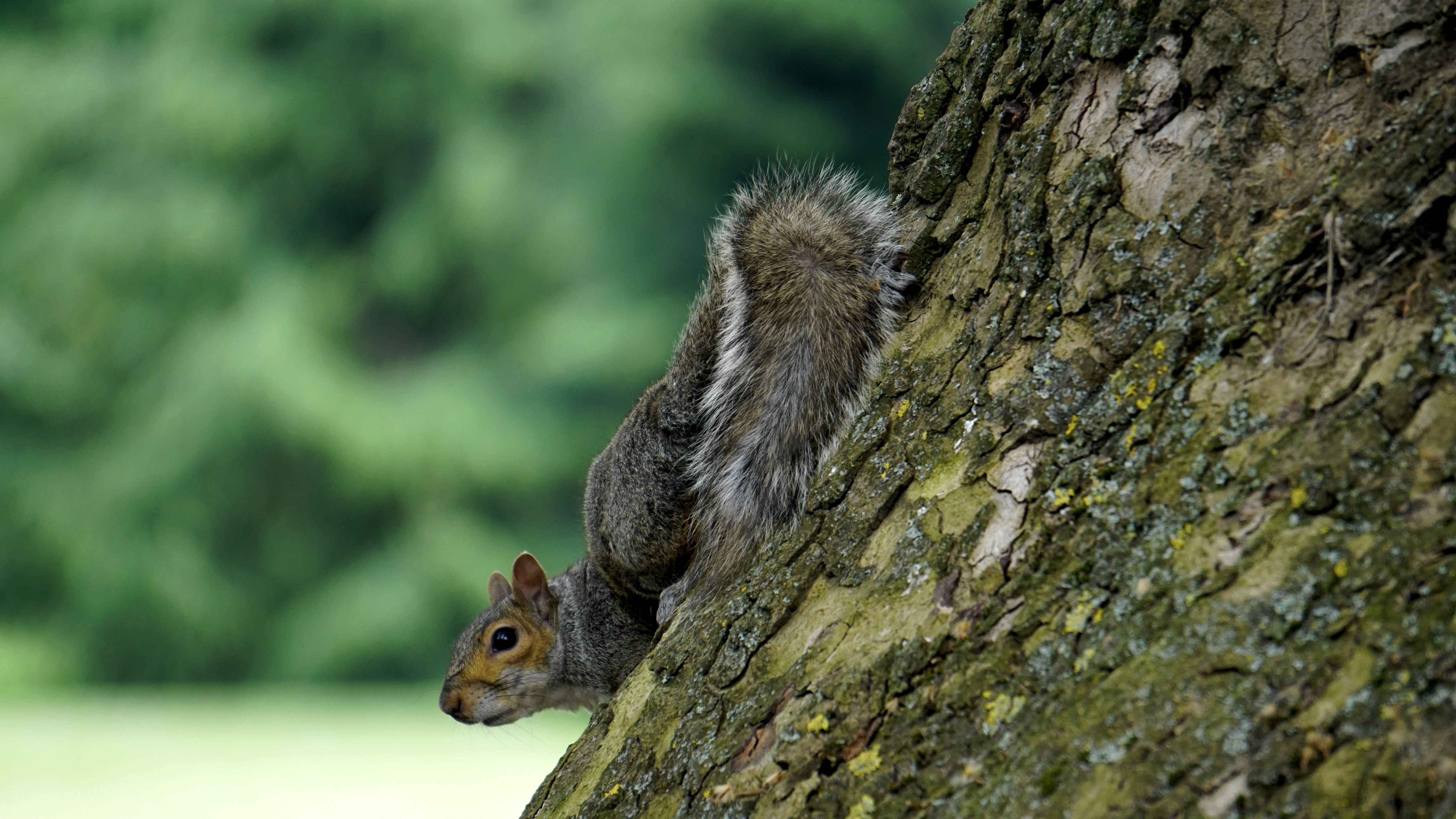  Eichhornchen Hintergrundbild 6000x3376. Braunes Eichhörnchen Auf Ast Des Baumes · Kostenloses Stock Foto