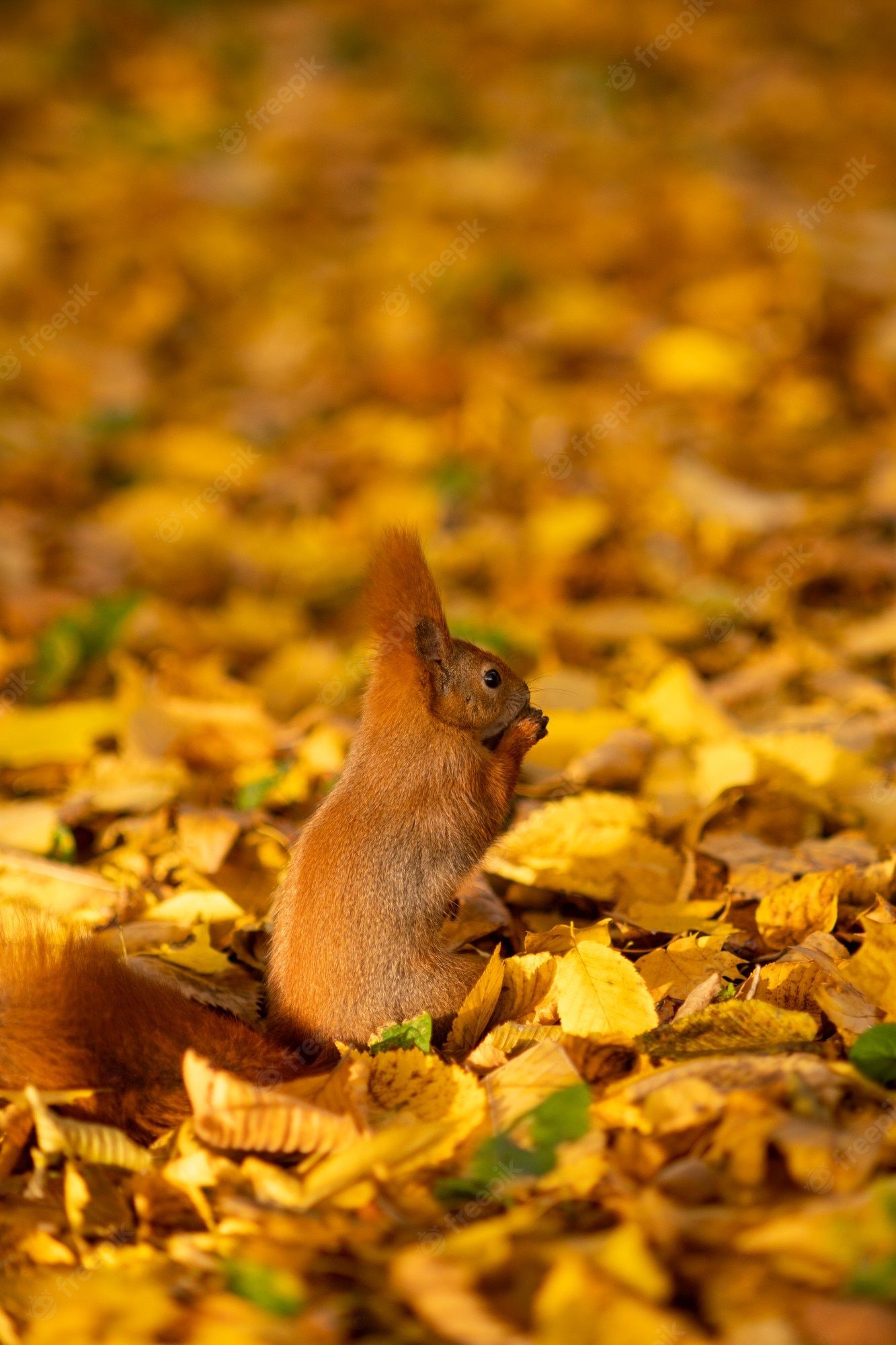  Eichhornchen Hintergrundbild 1333x2000. Herbst. ein eichhörnchen sitzt auf abgefallenen blättern und isst eine walnuss. nahaufnahmeportrait. sonniger tag