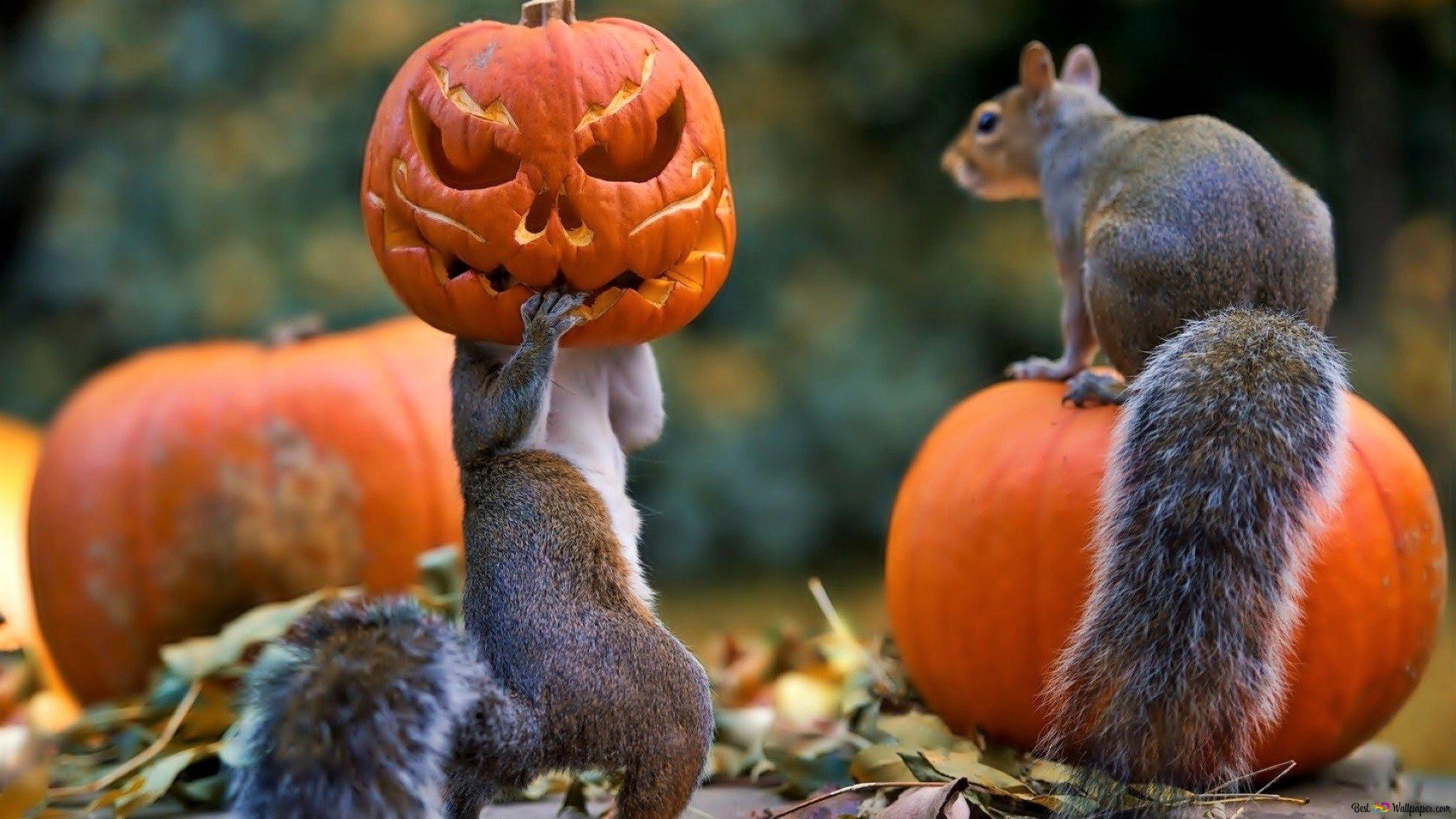 Eichhornchen Hintergrundbild 1920x1080. Halloween Eichhörnchen HD Hintergrundbild Herunterladen