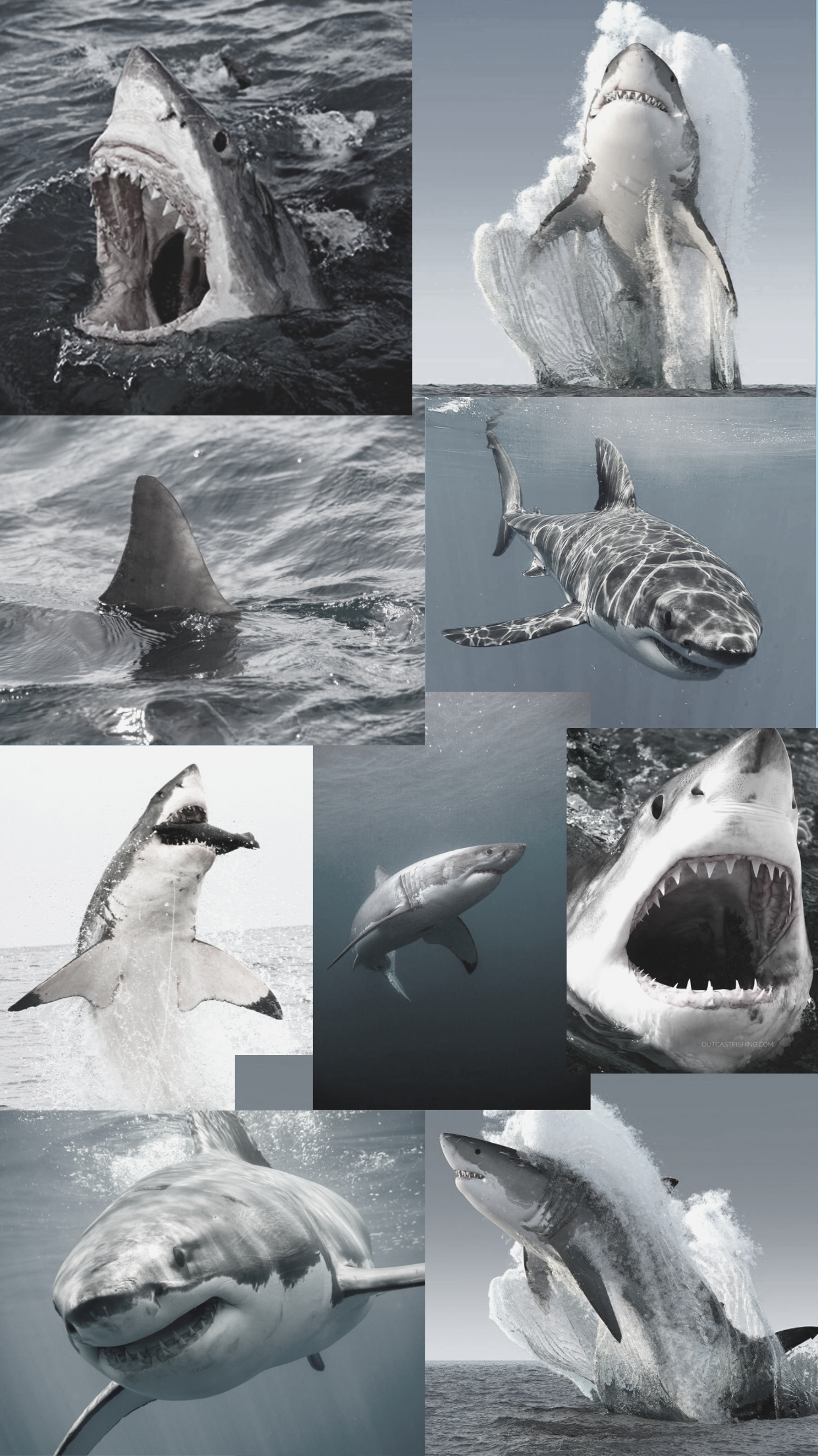  Hai Hintergrundbild 1242x2208. shark iPhone wallpaper. Shark picture, Shark background, Save the sharks