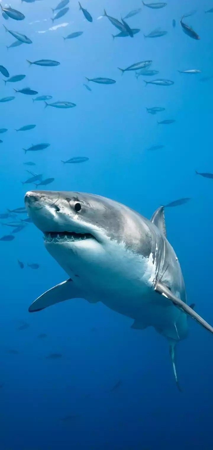  Hai Hintergrundbild 720x1520. Mile on Wallpaper. Cute wild animals, Ocean animals, Shark