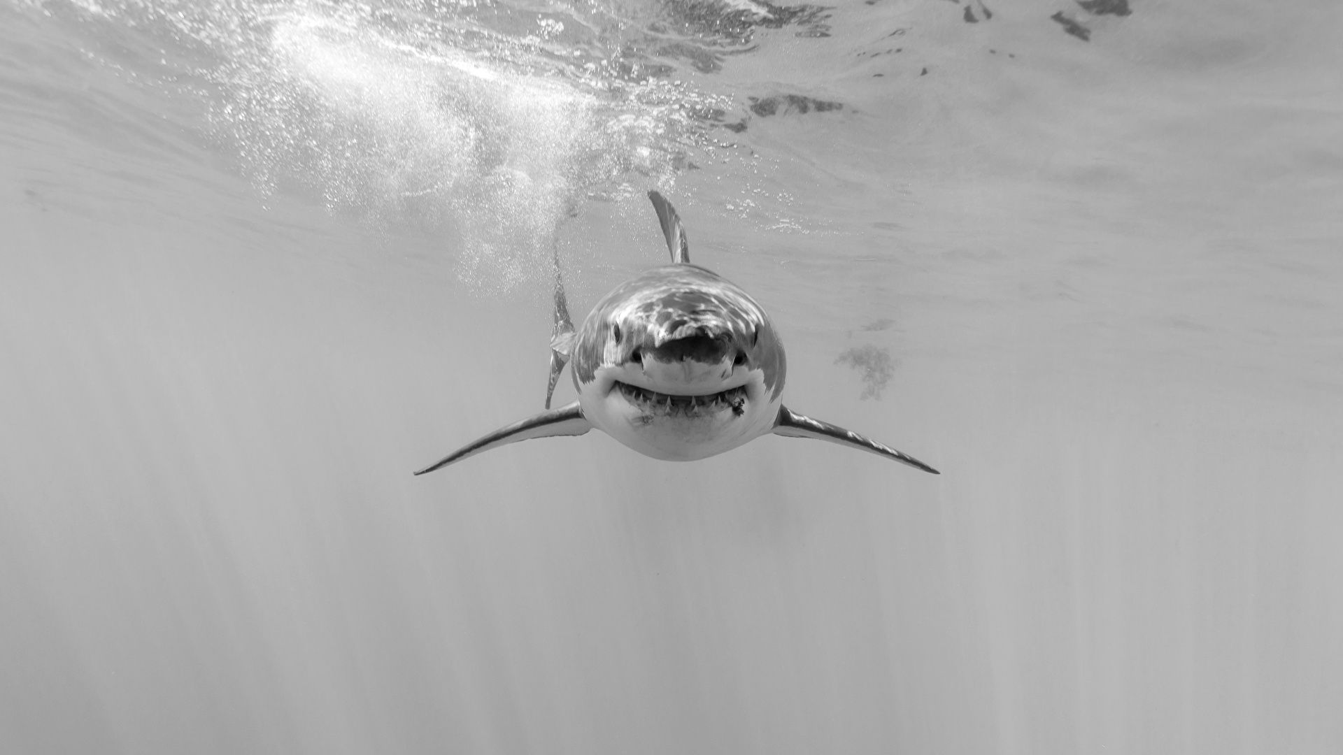  Hai Hintergrundbild 1920x1080. Foto Haie Unterwasserwelt Schwarzweiss ein Tier 1920x1080