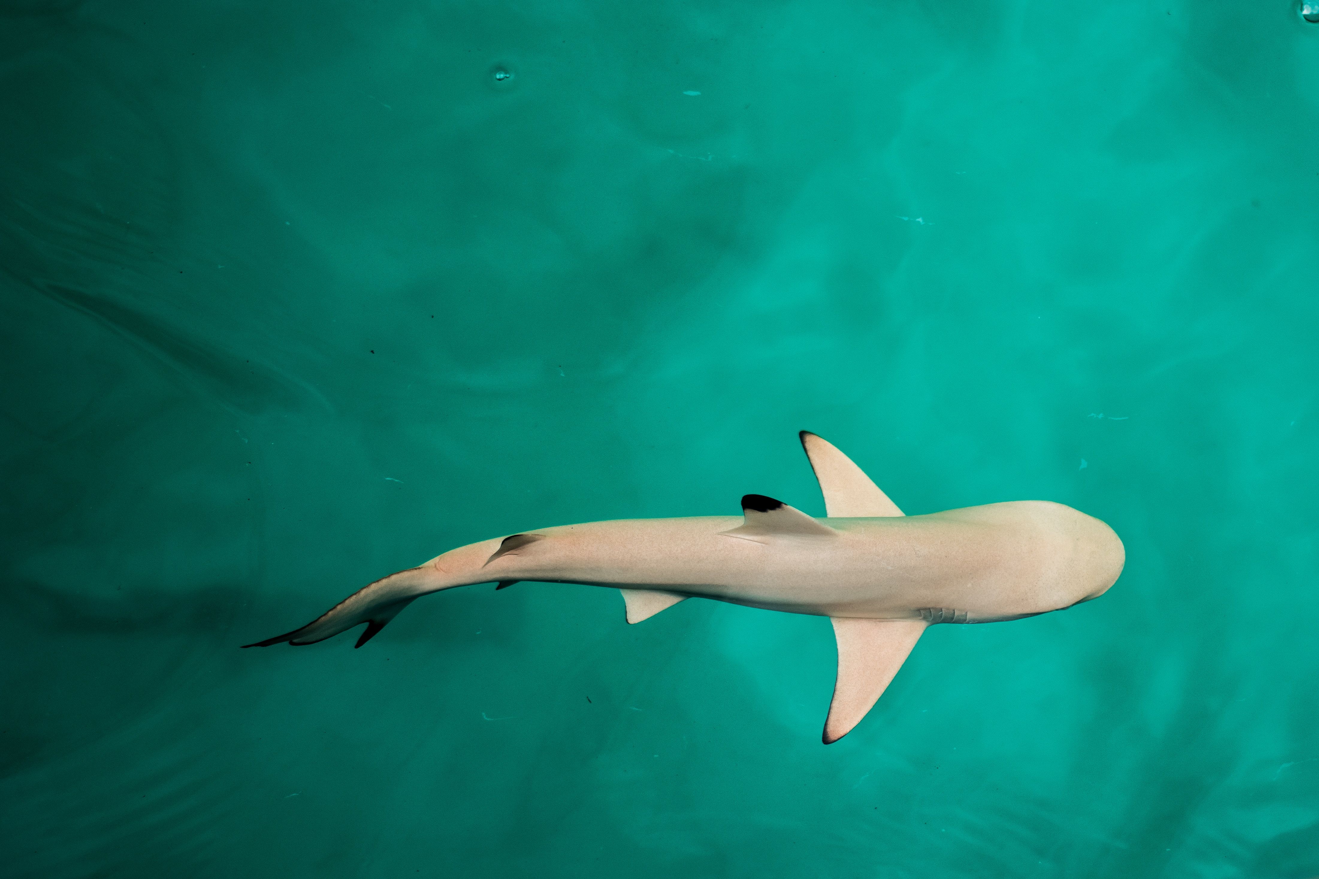  Hai Hintergrundbild 4403x2935. Kostenlose Hintergrundbilder Weißer Und Schwarzer Hai im Wasser, Bilder Für Ihren Desktop Und Fotos