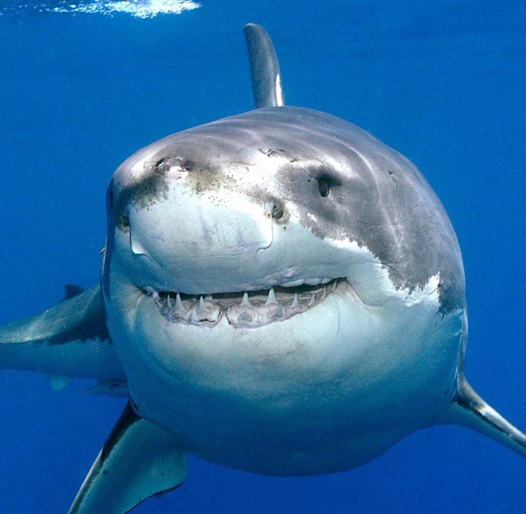  Hai Hintergrundbild 1024x1001. Warum Haie schneller schwimmen als andere Fische