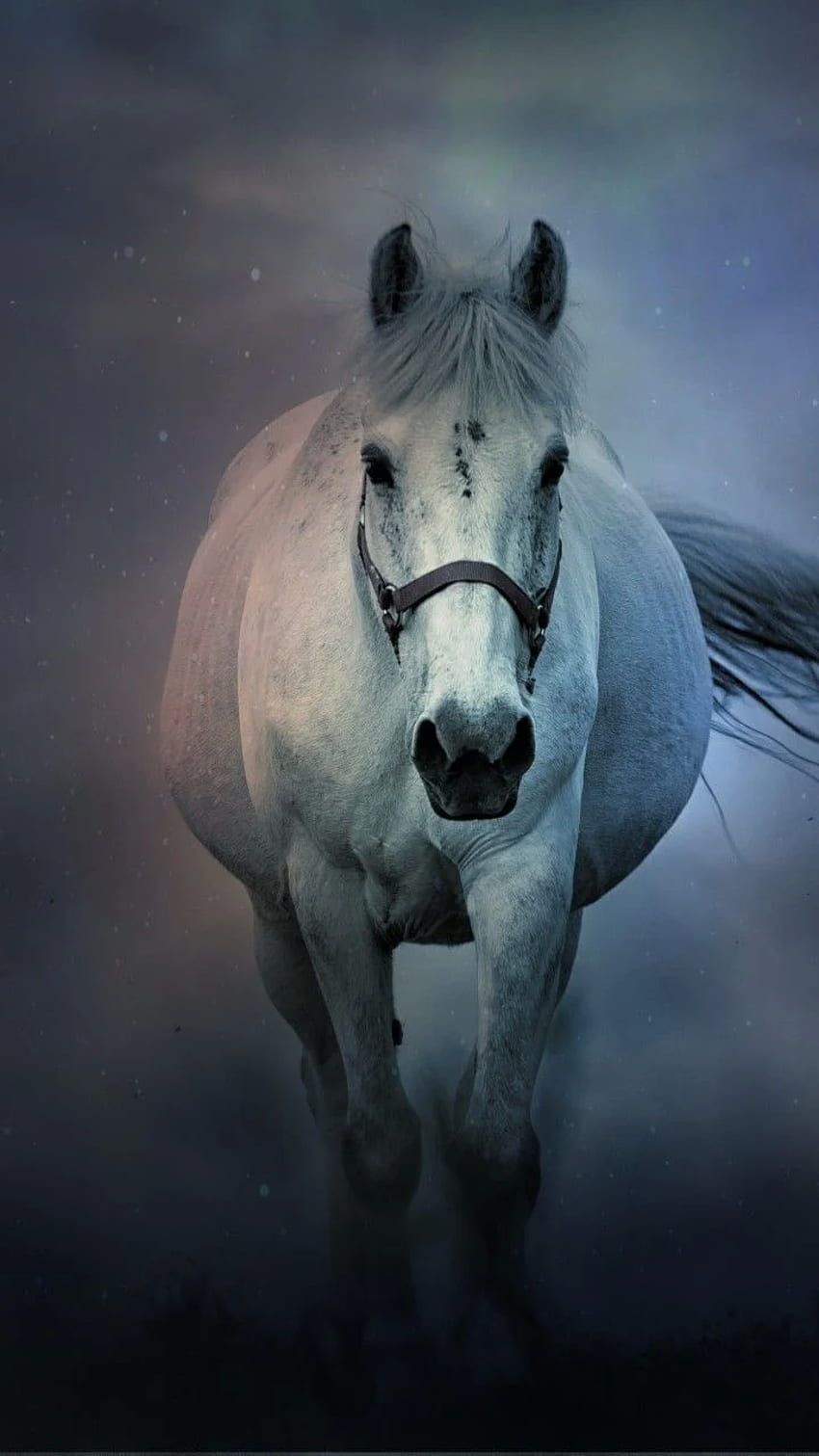  Pferde Im Schnee Hintergrundbild 850x1511. Weißes Pferd phone wallpaper