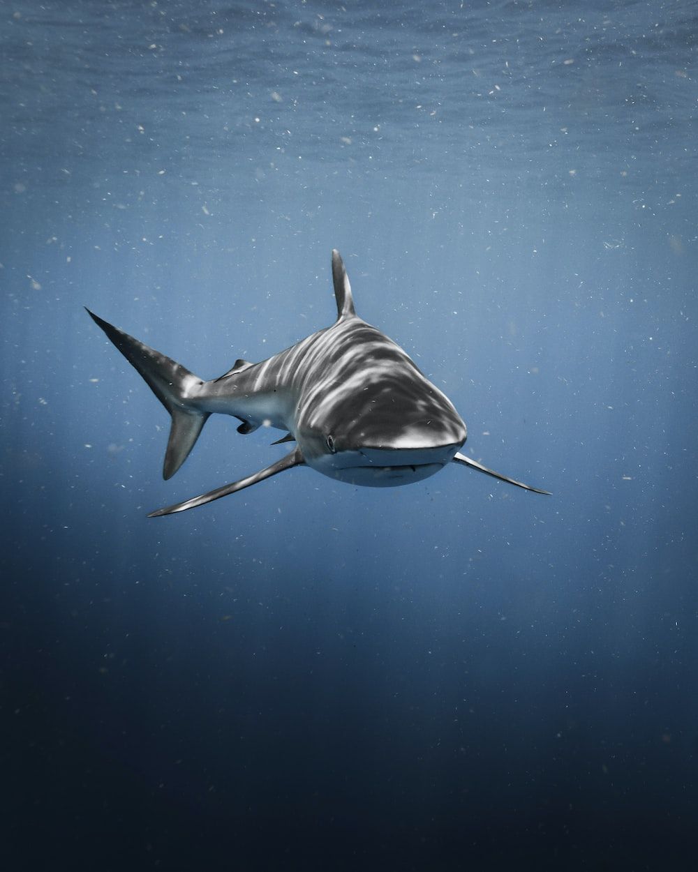  Hai Hintergrundbild 1000x1250. Bilder zum Thema Bullenhai. Kostenlose Bilder auf herunterladen