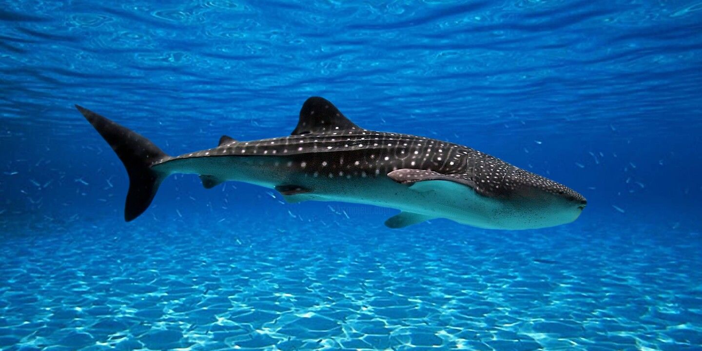  Hai Hintergrundbild 1440x720. Tiger Shark. Sea Creatures. Fish., Digitale Kunst von Radiy Bohem