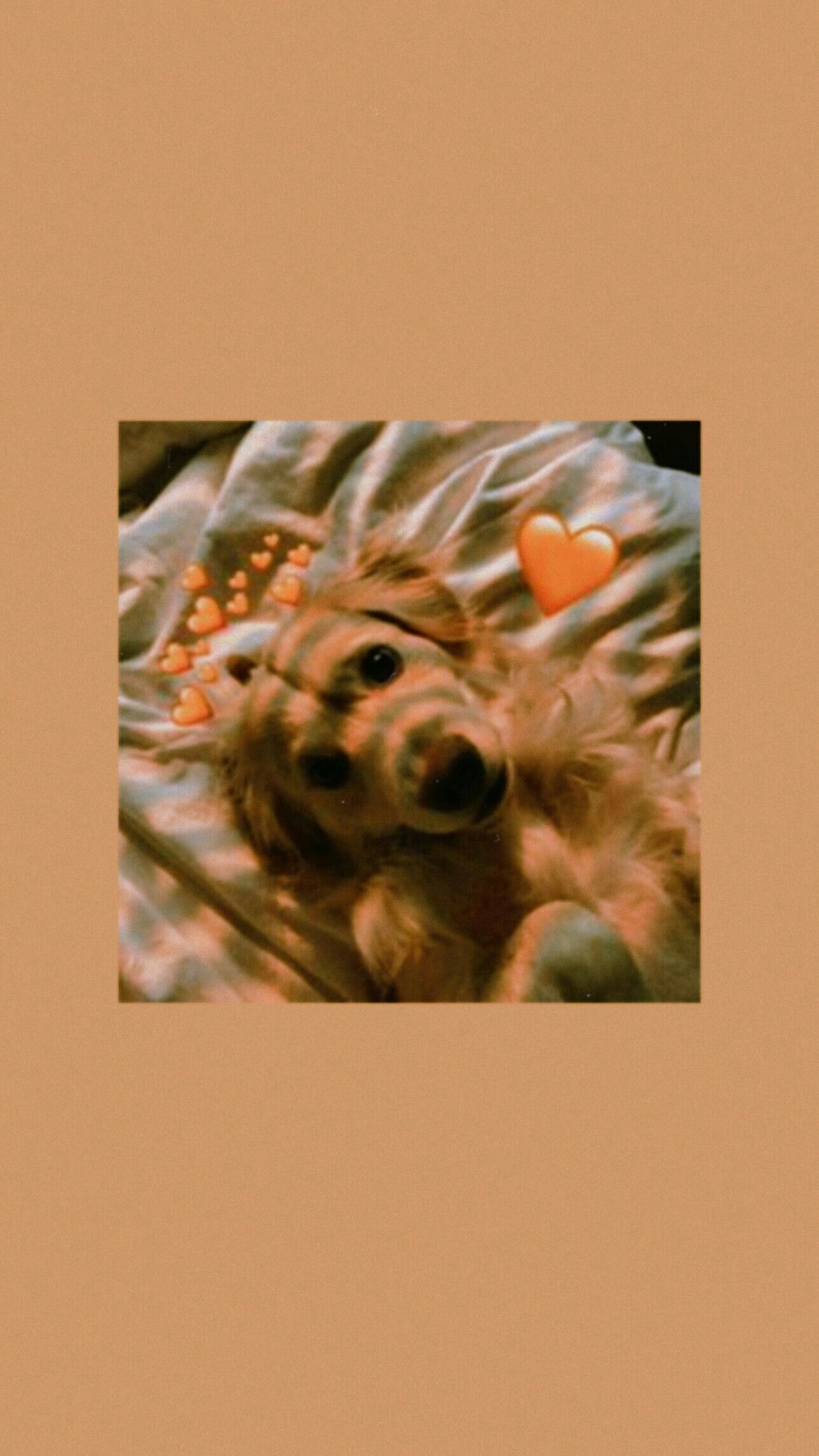  Süße Hunde Hintergrundbild 1288x2289. Cute Aesthetic Dog Wallpaper. Cute puppy wallpaper, Puppy wallpaper iphone, Animal wallpaper